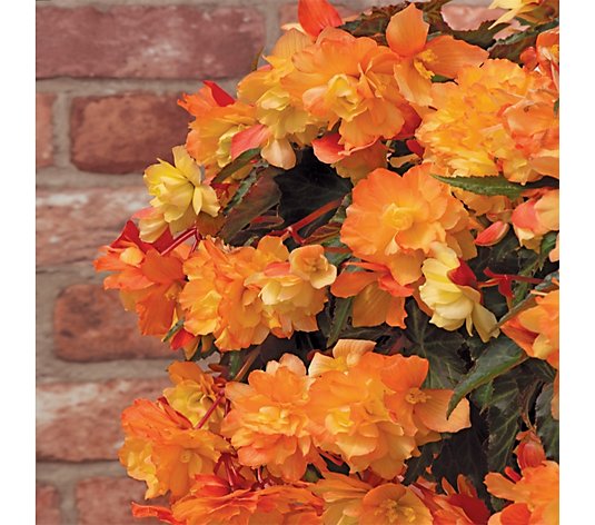 de Jager Rise Up Aloha Gold Begonias 6x 4.5cm Young Plants