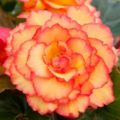 Richard Jackson`s Nursery Fresh Golden Picotee Begonia 5 x 6cm Garden Ready