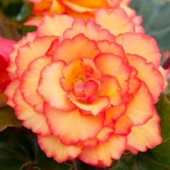 Richard Jackson`s Nursery Fresh Golden Picotee Begonia 5 x 6cm Garden Ready