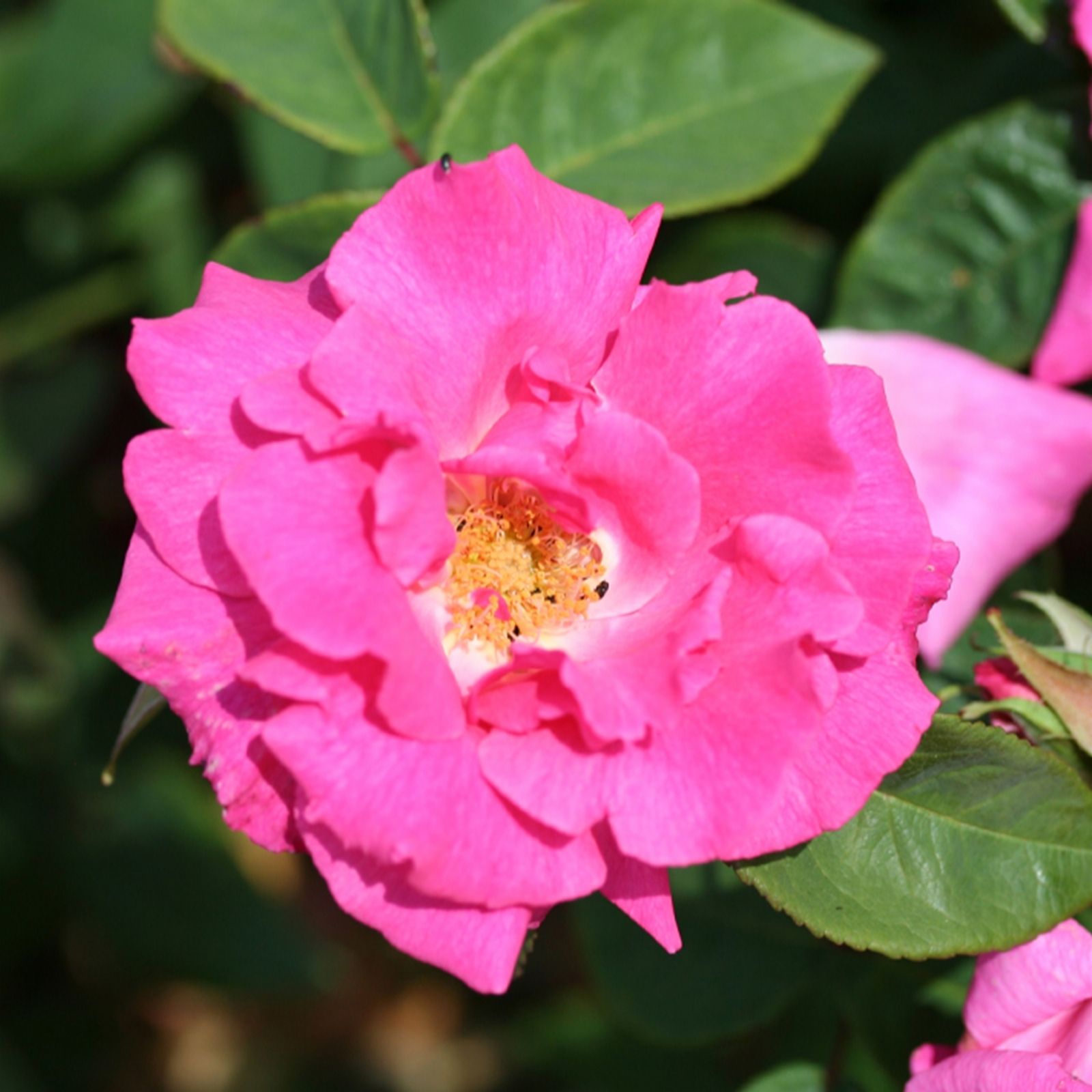 Harkness Rose Climbing Zephirine Drouhin 3L-4L pot