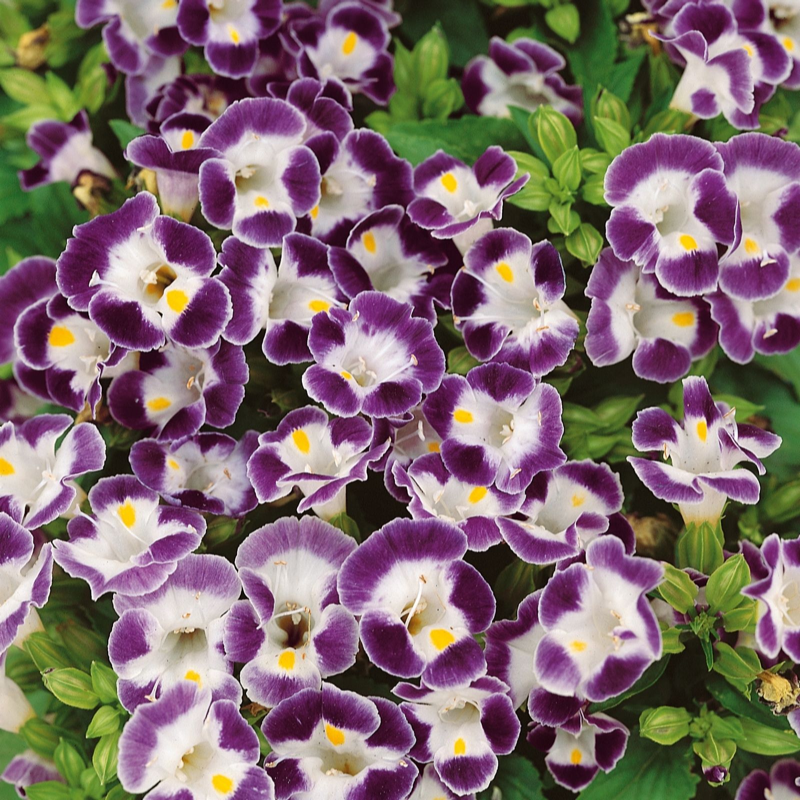 Plants2Gardens Torenia Little Kiss Blue 3x 10.5cm