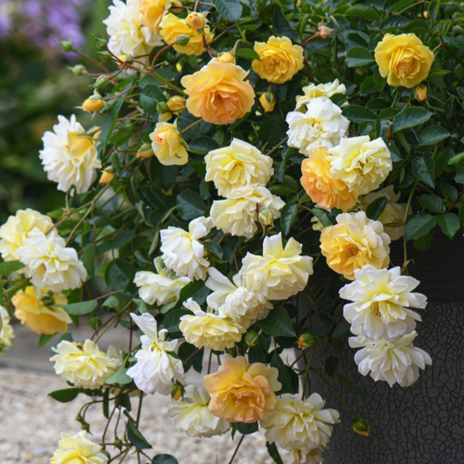 Thompson & Morgan Rose Scentifall Lemon 2 Litre Pot x 1 - QVC UK