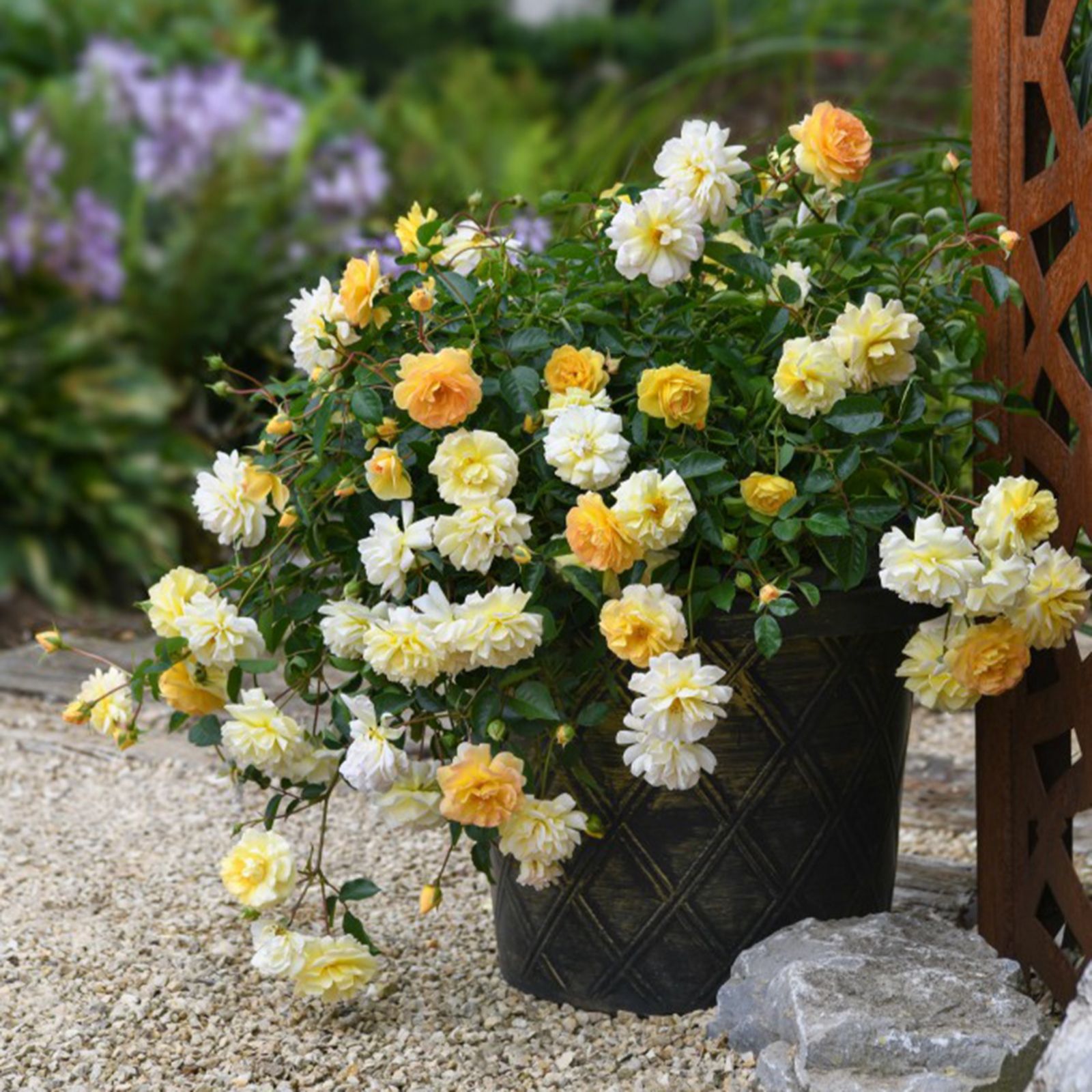 Thompson & Morgan Rose Scentifall Lemon 2 Litre Pot x 1 - QVC UK