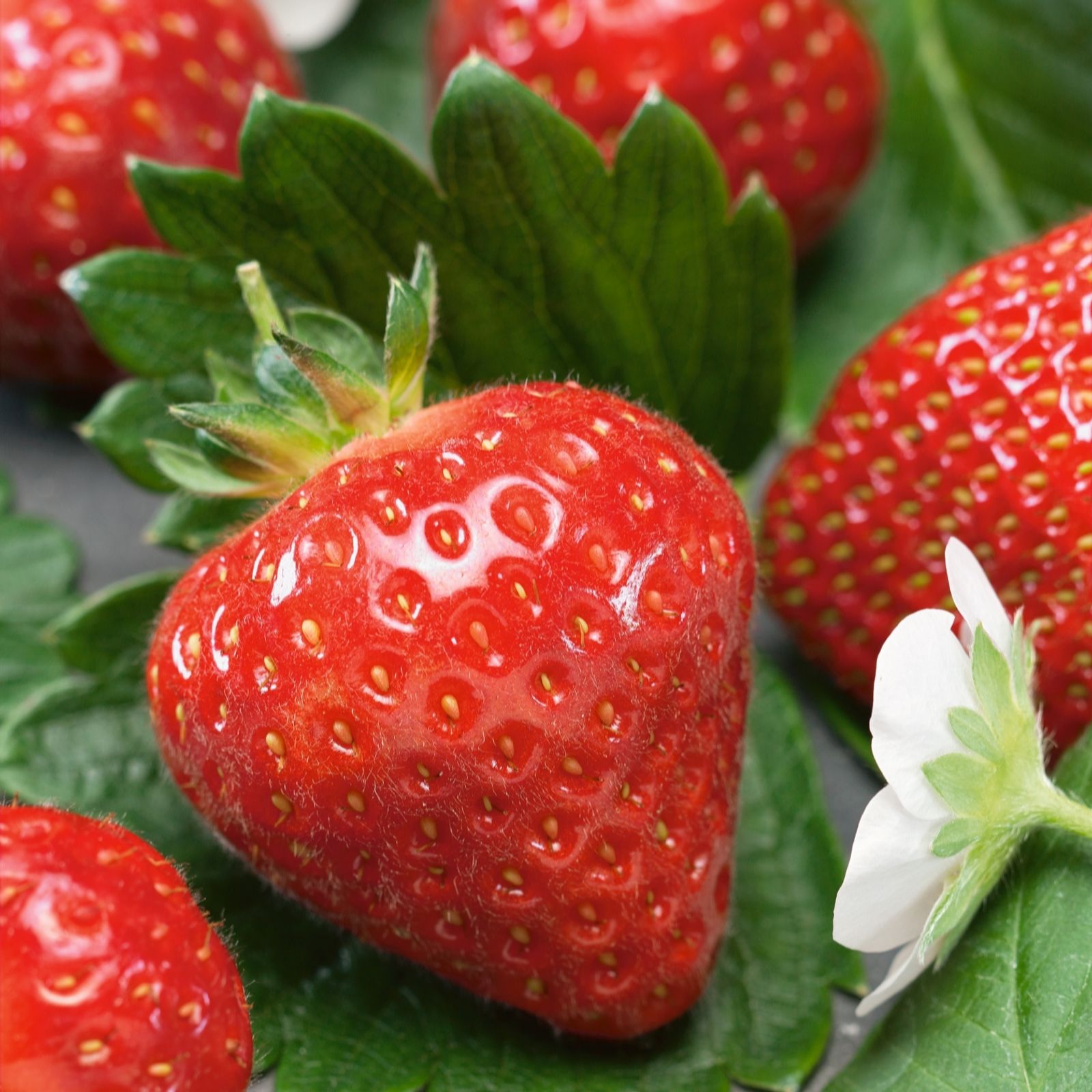 Plants2Gardens Strawberry Allegro 3 x 2ltr