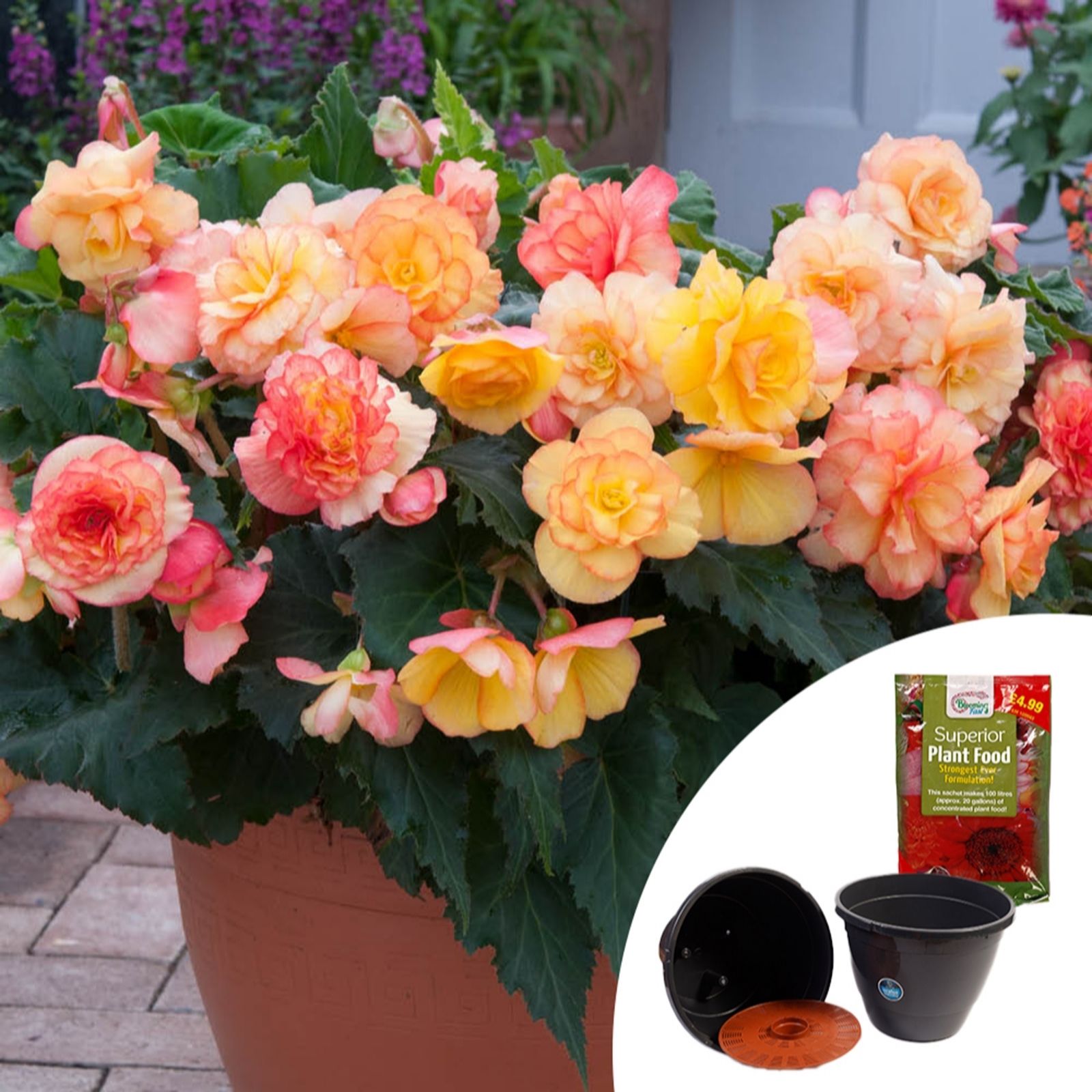 YouGarden Pair of Preplanted 32cm Patio Pots with 100g Fertiliser