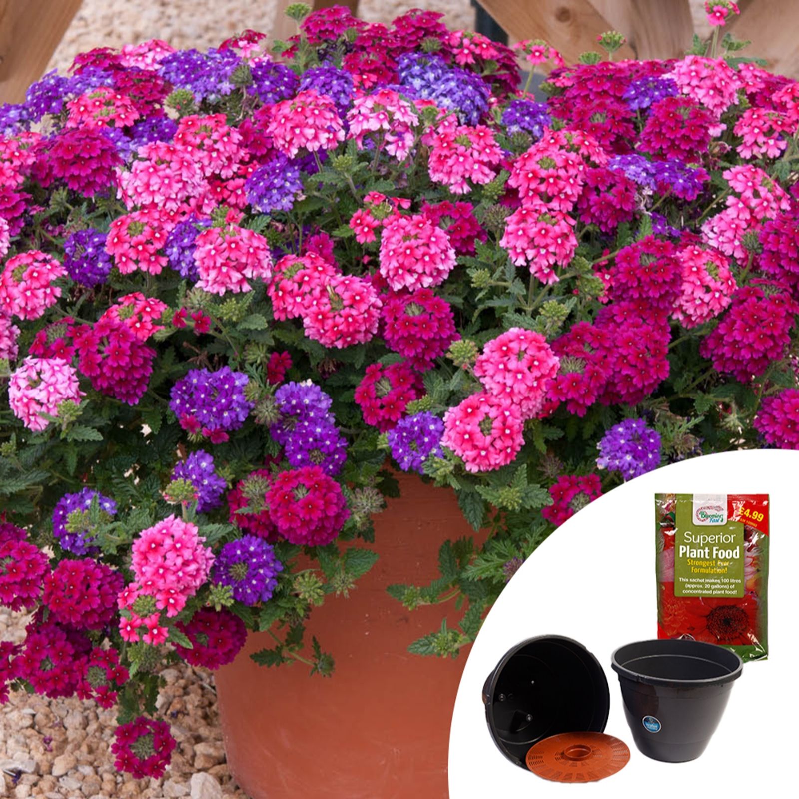 YouGarden Pair of Preplanted 32cm Patio Pots with 100g Fertiliser