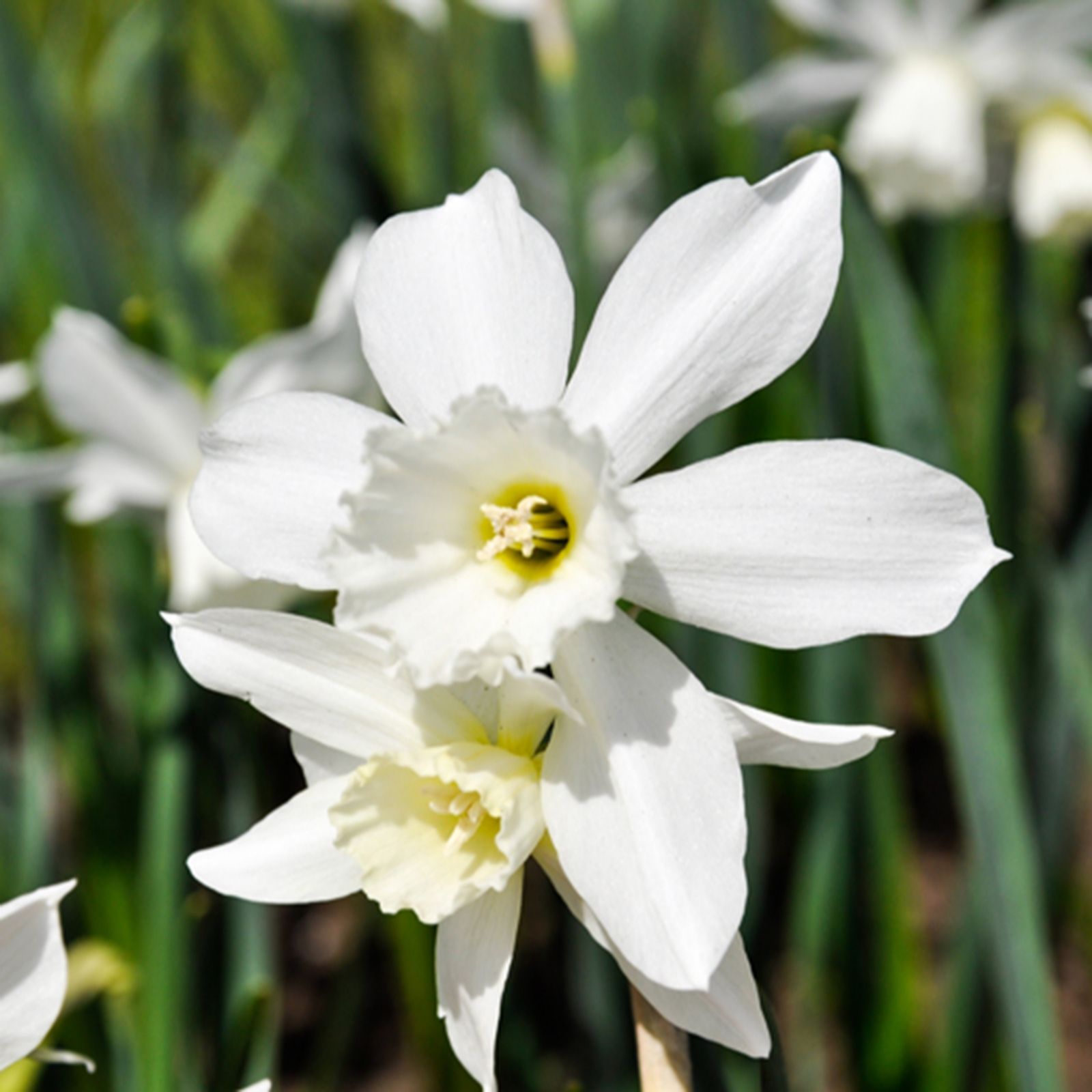 YouGarden Narcissus 'Thalia' x40 bulbs