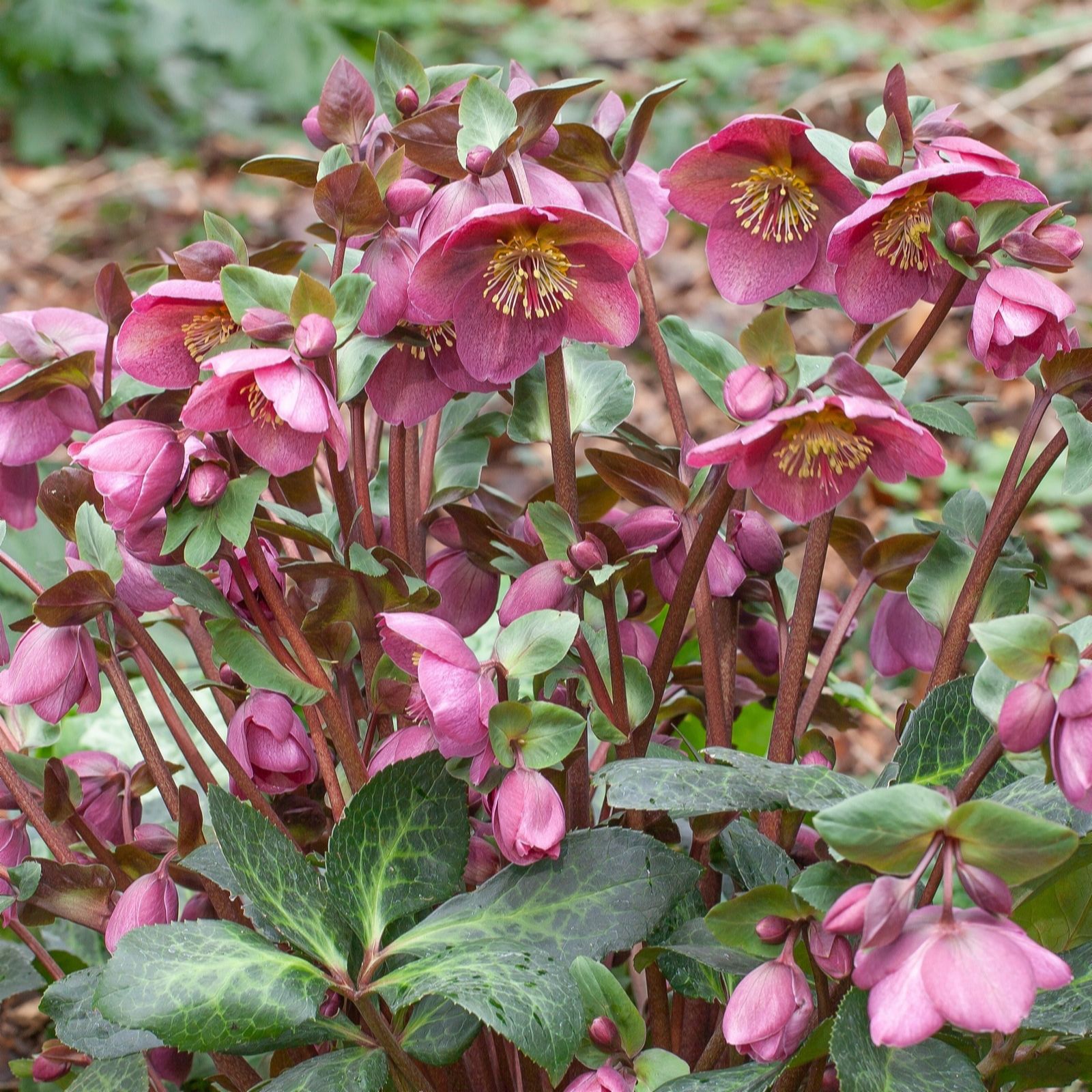 Richard Jackson Helleborus Rhythum 2l Pot