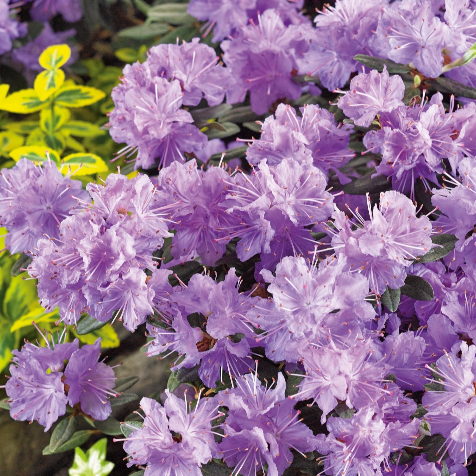 Plants 2 Gardens Rhododendron Ramapo 7.5ltr