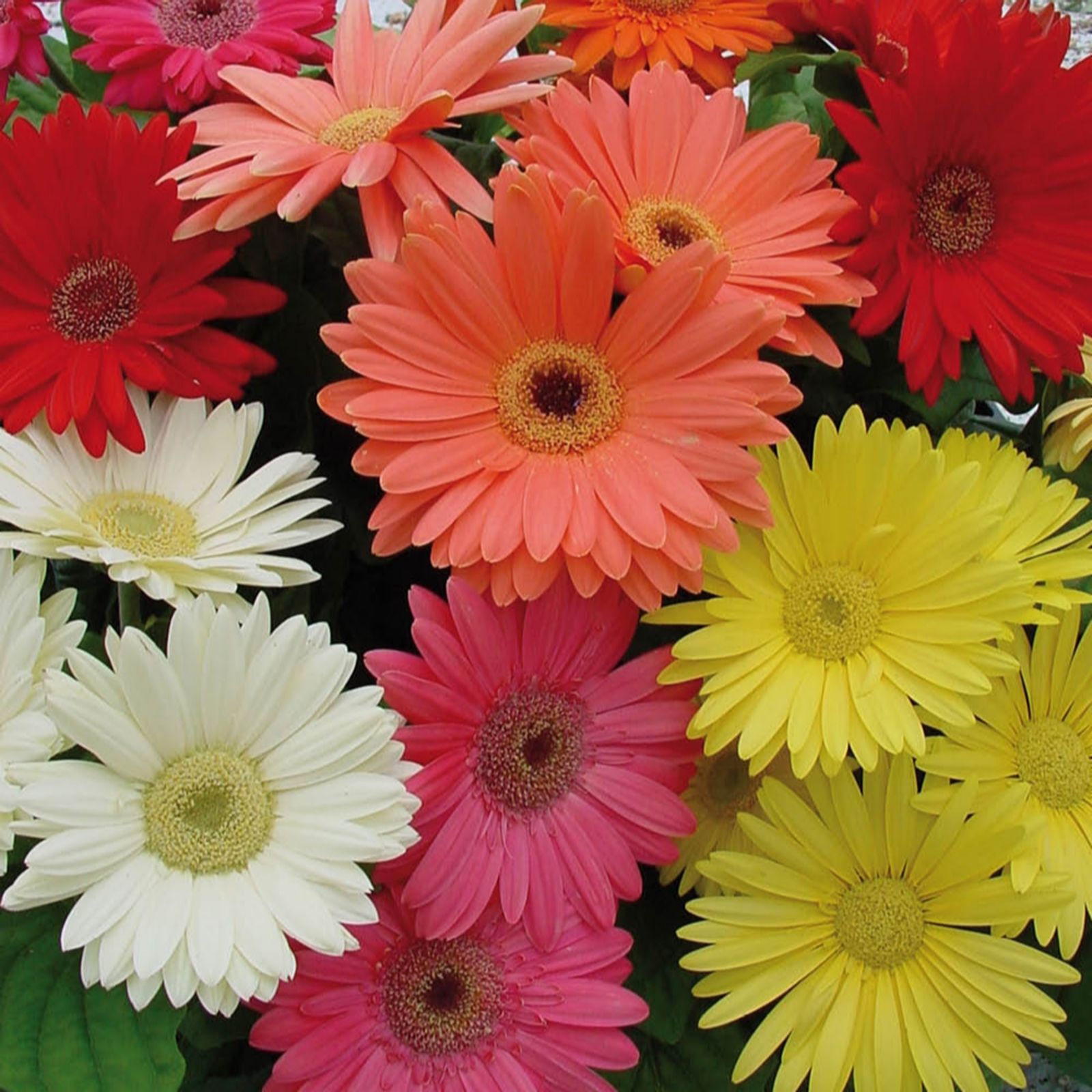 YouGarden Gerbera 'Mega Revolution' Mix plug plants x12