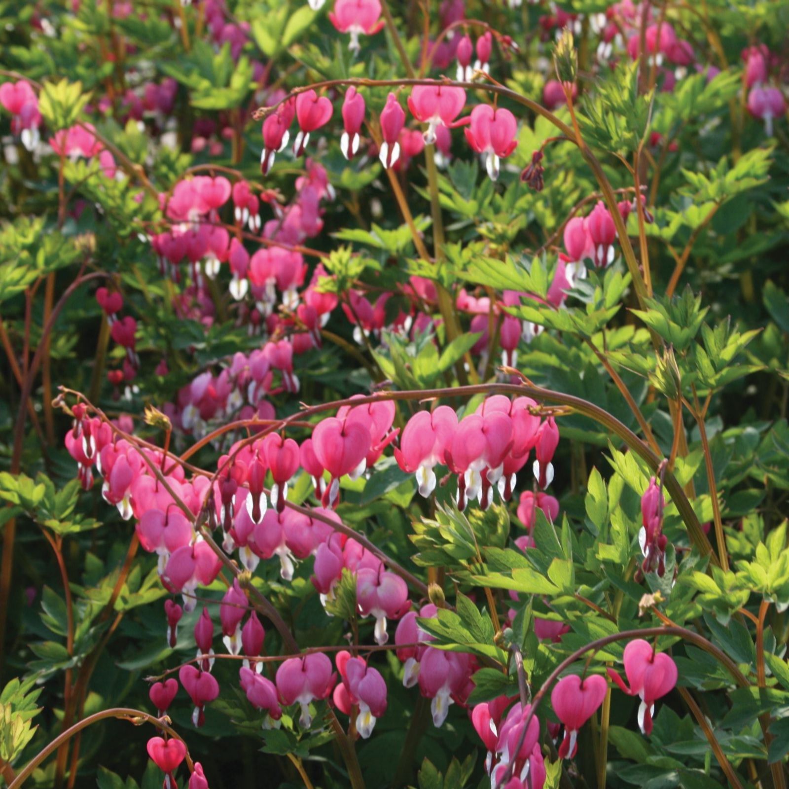 Thompson & Morgan Dicentra Spectabilis XXL 1 Bare Root Clump