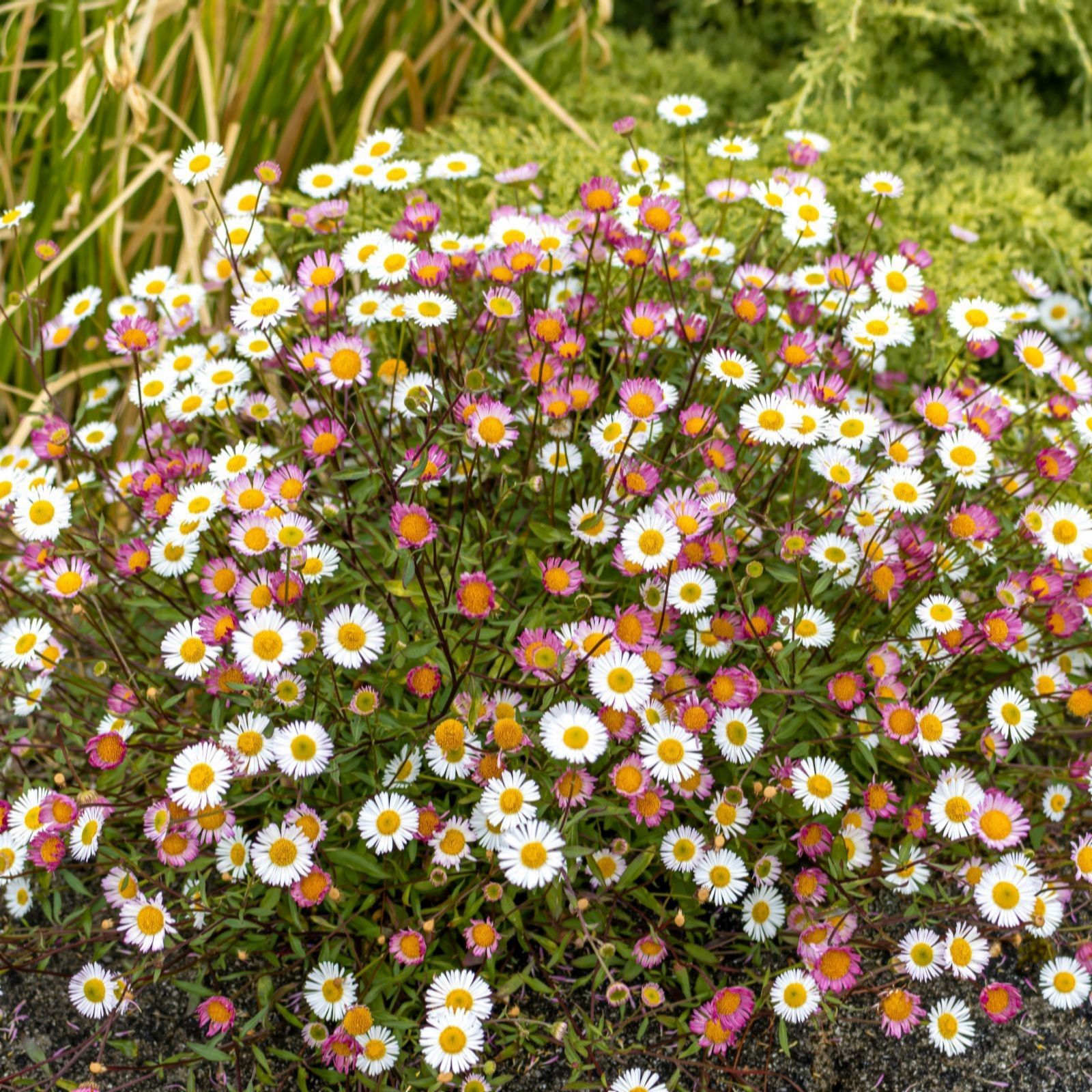 Thompson & Morgan Erigeron karvinskianus 'Stallone' 9cm x 3