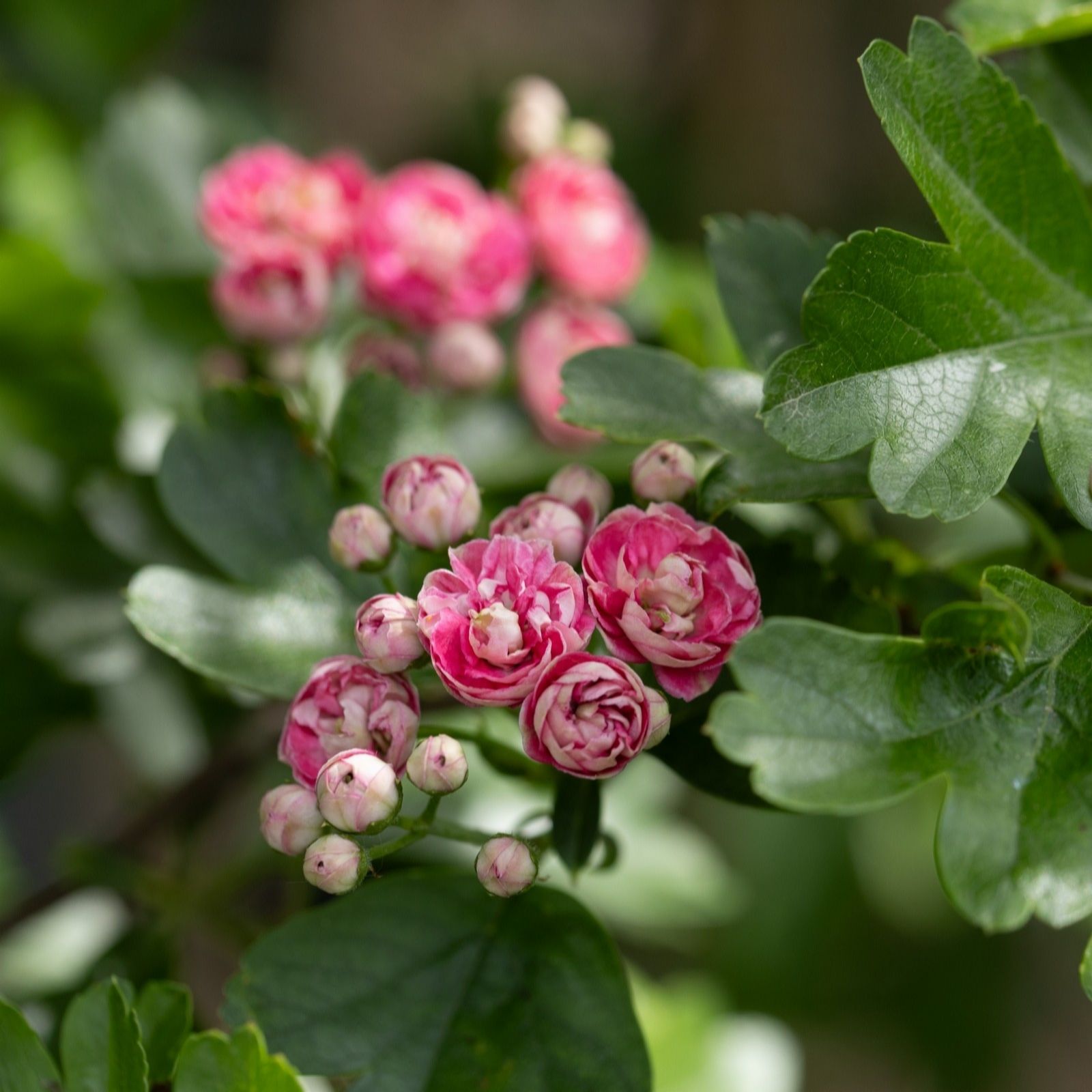 Frank P Matthews Crataegus x med Punicea Flore Pleno in 12 Litre Container