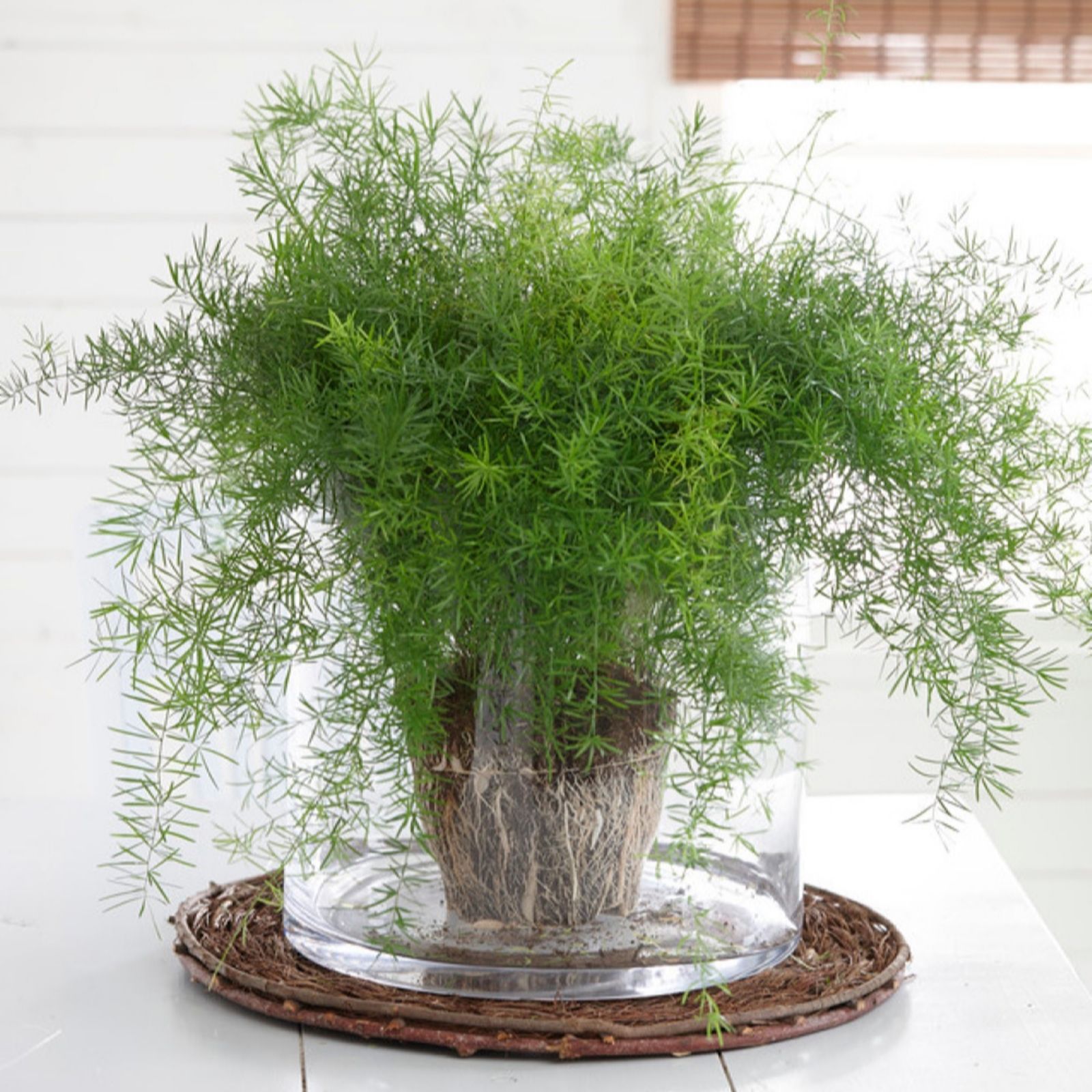 YouGarden Asparagus Fern in a 12cm Pot