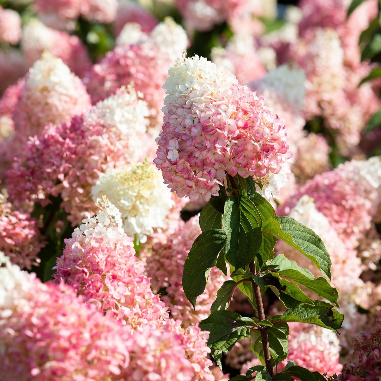 Plants2Gardens Hydrangea Strawberry Blossom 4.5ltr