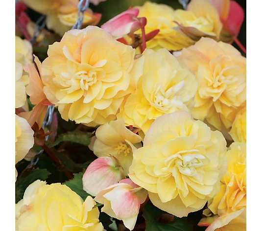 de Jager Highly Scented Kerley Begonias 6x 4.5cm Young Plant