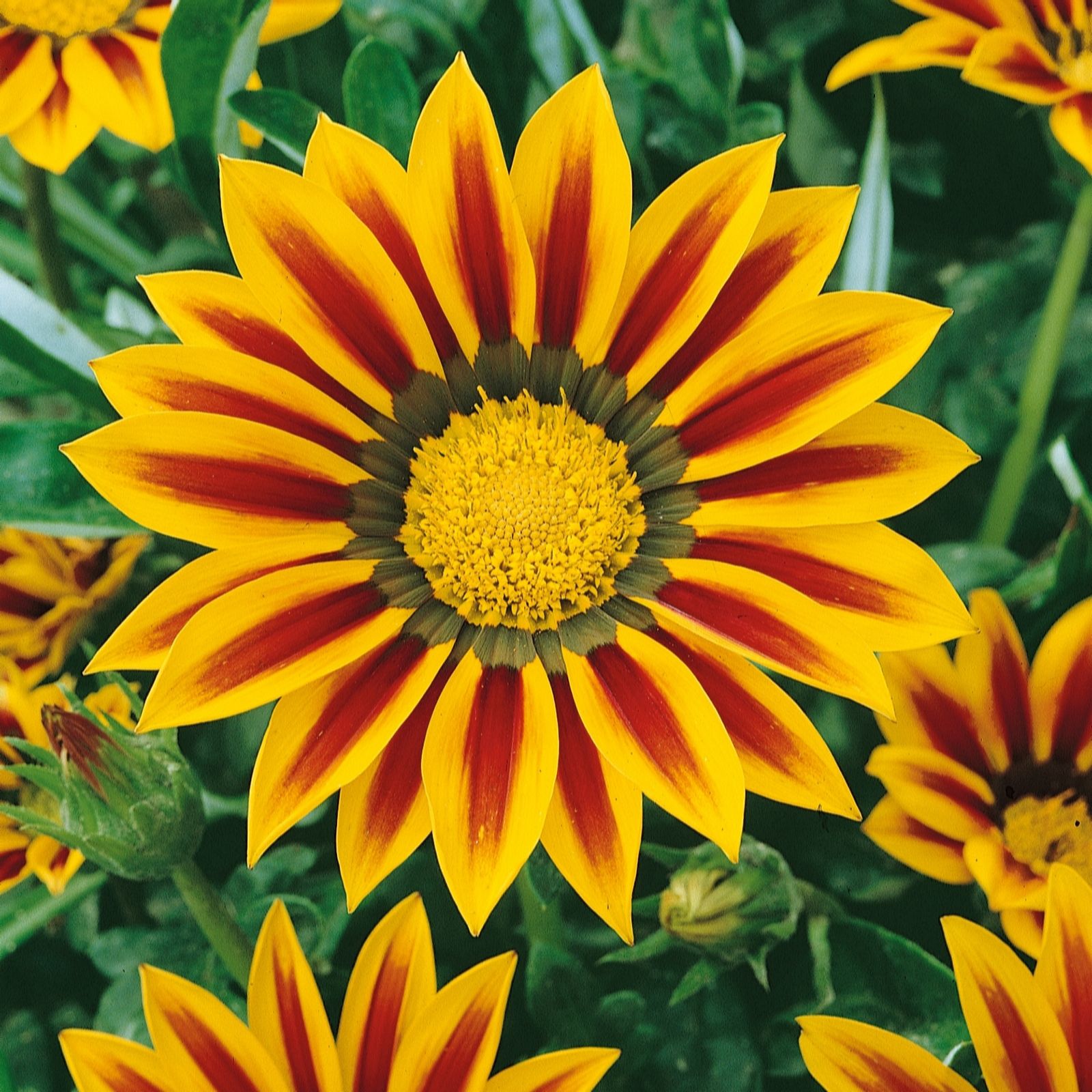 Plants2Gardens Gazania Collection 3x 10.5cm - QVC UK