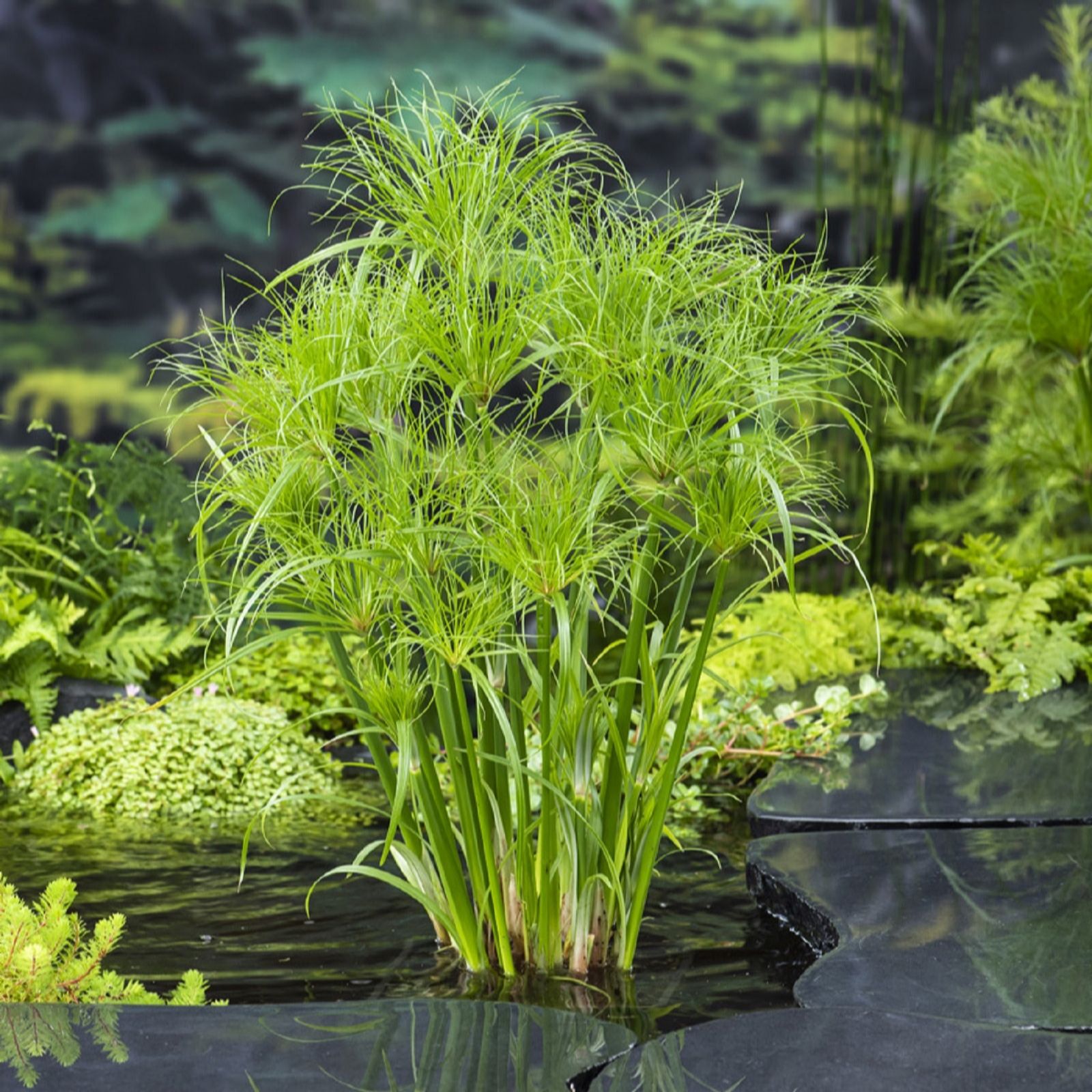 Thompson & Morgan Dry Pre-Packed Cyperus Percamenthus x1