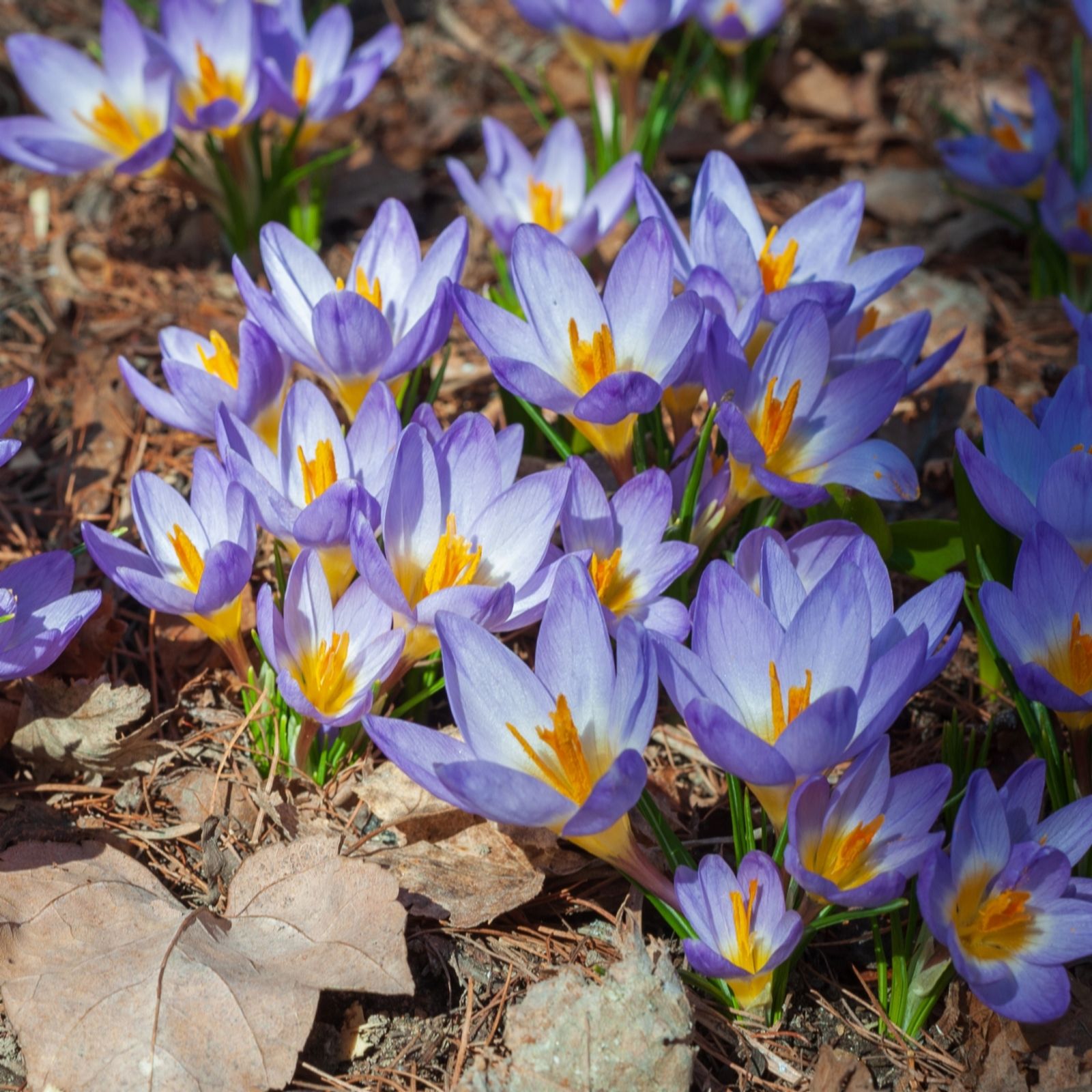 YouGarden Crocus Tricolour ~x60 bulbs