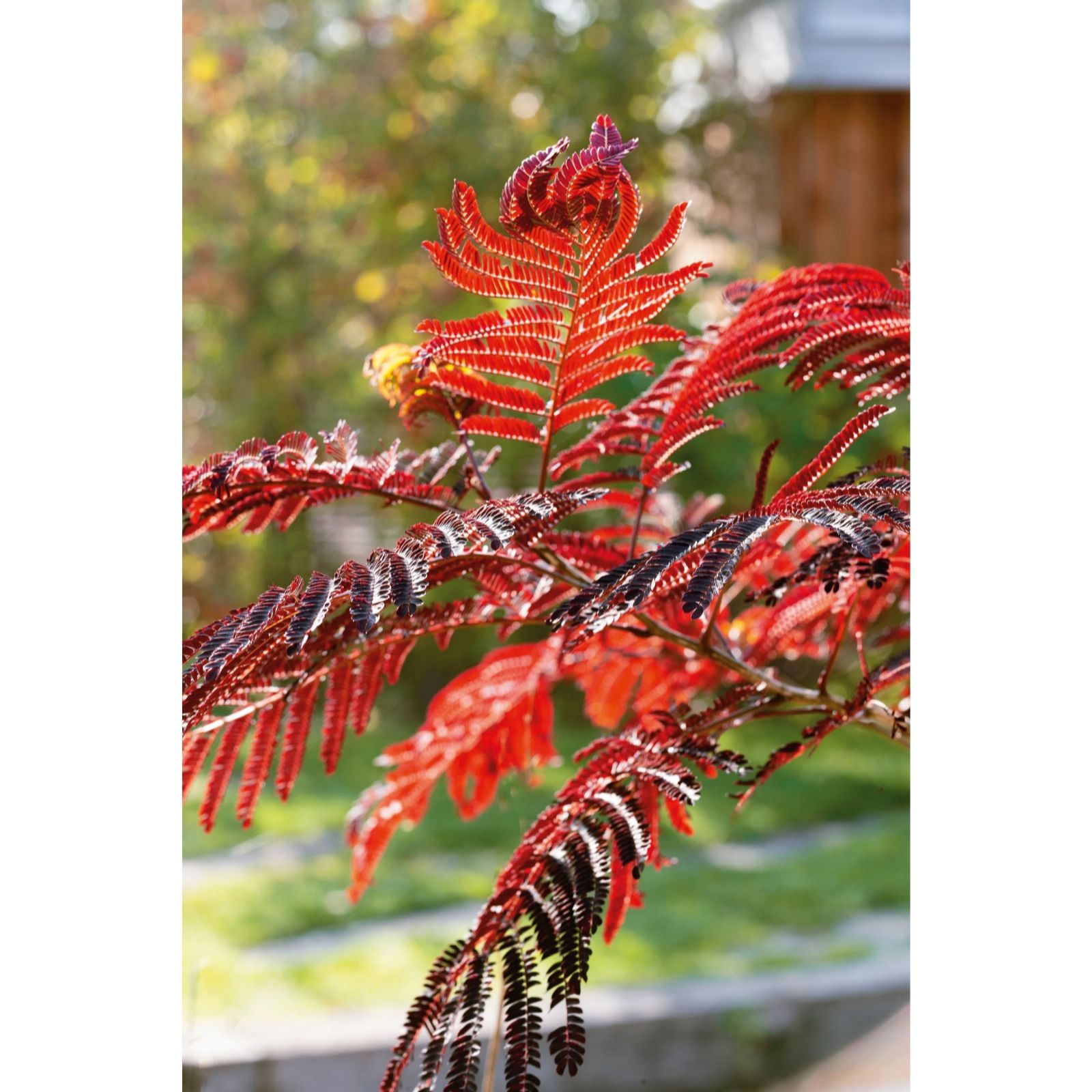 Plants 2 Gardens Albizia Summer Chocolate
