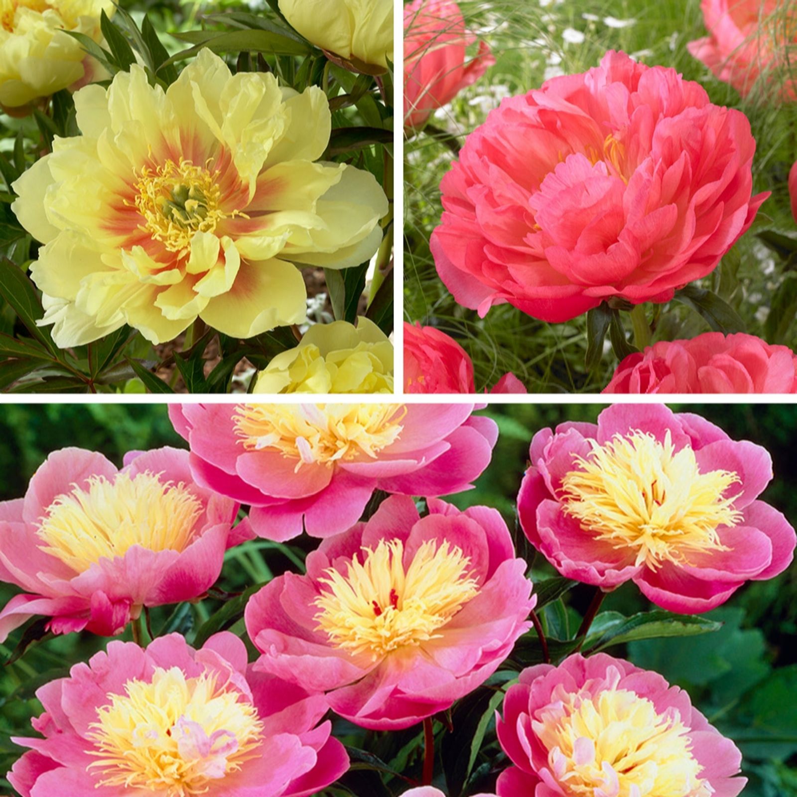 YouGarden Peony Hawaii Bare Root Collection