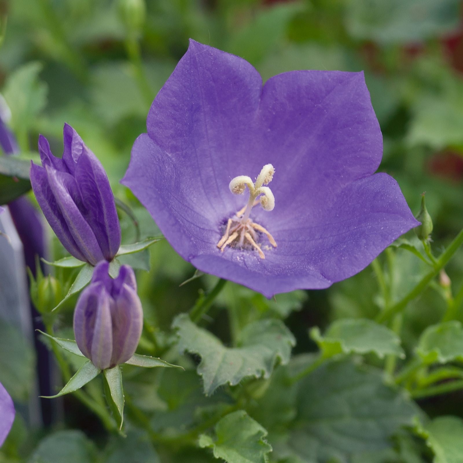 Plants2Gardens Campanula Takion Collection 6 x 6cm