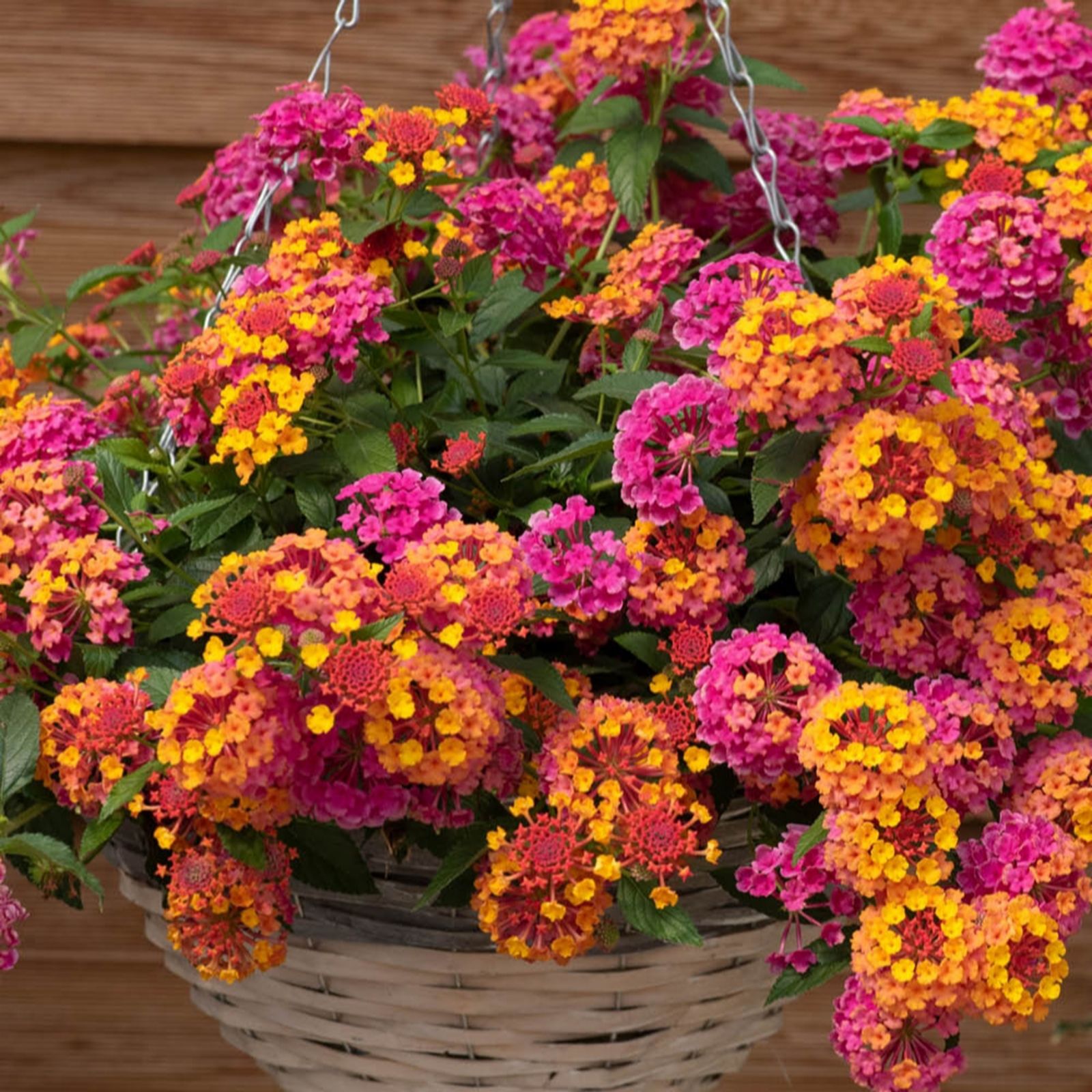 YouGarden Lantana 'Passion Fruit' plug plants x12