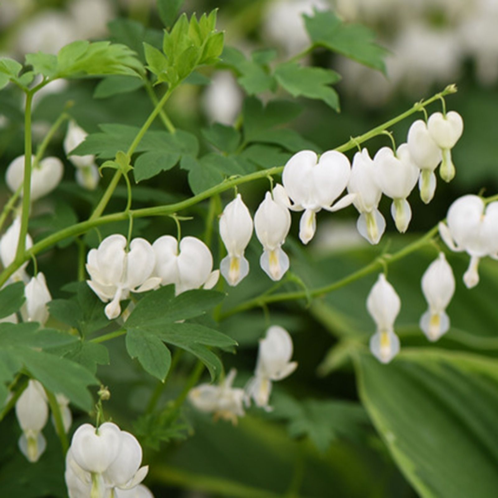Thompson & Morgan Dicentra Spectabilis Alba XXL 1 Bare Root Clump