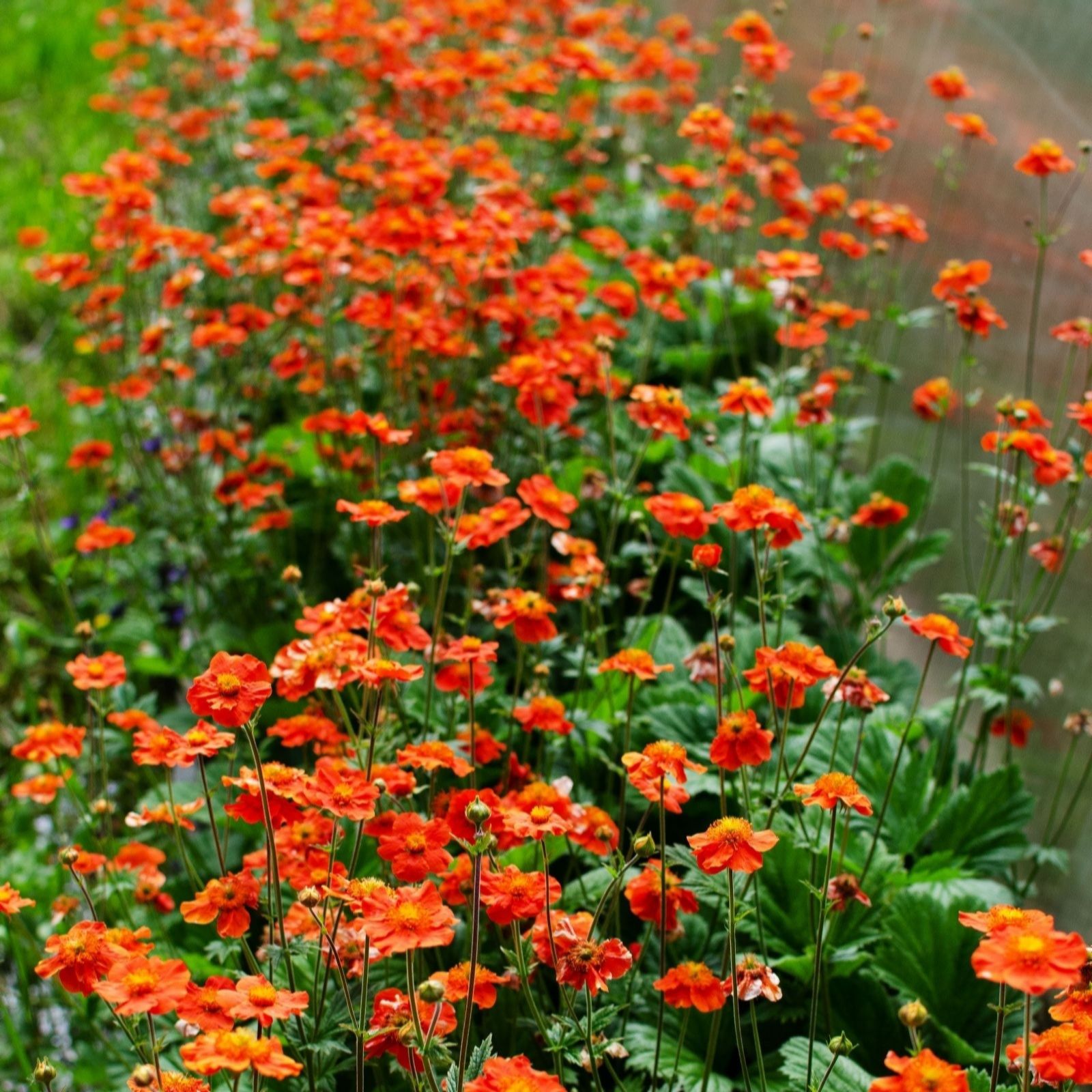 Thompson & Morgan Geum 'Mrs J. Bradshaw' 9cm x 3