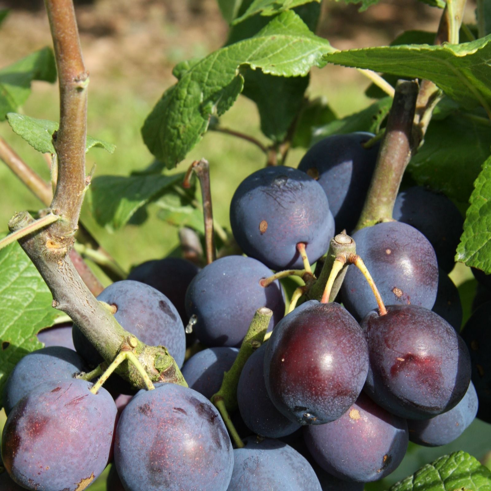 Frank P Matthews Damson Merryweather in 12 Litre Container