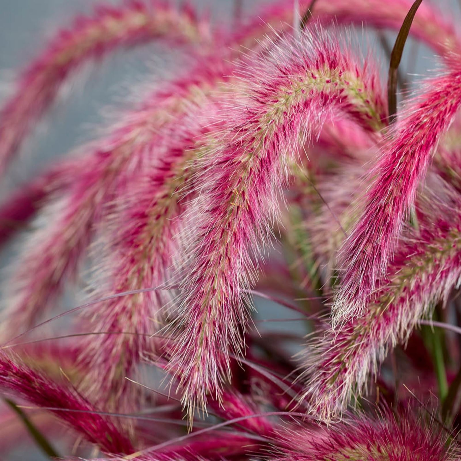 YouGarden Pennisetum 'Tiny Tails' in a 19cm Pot