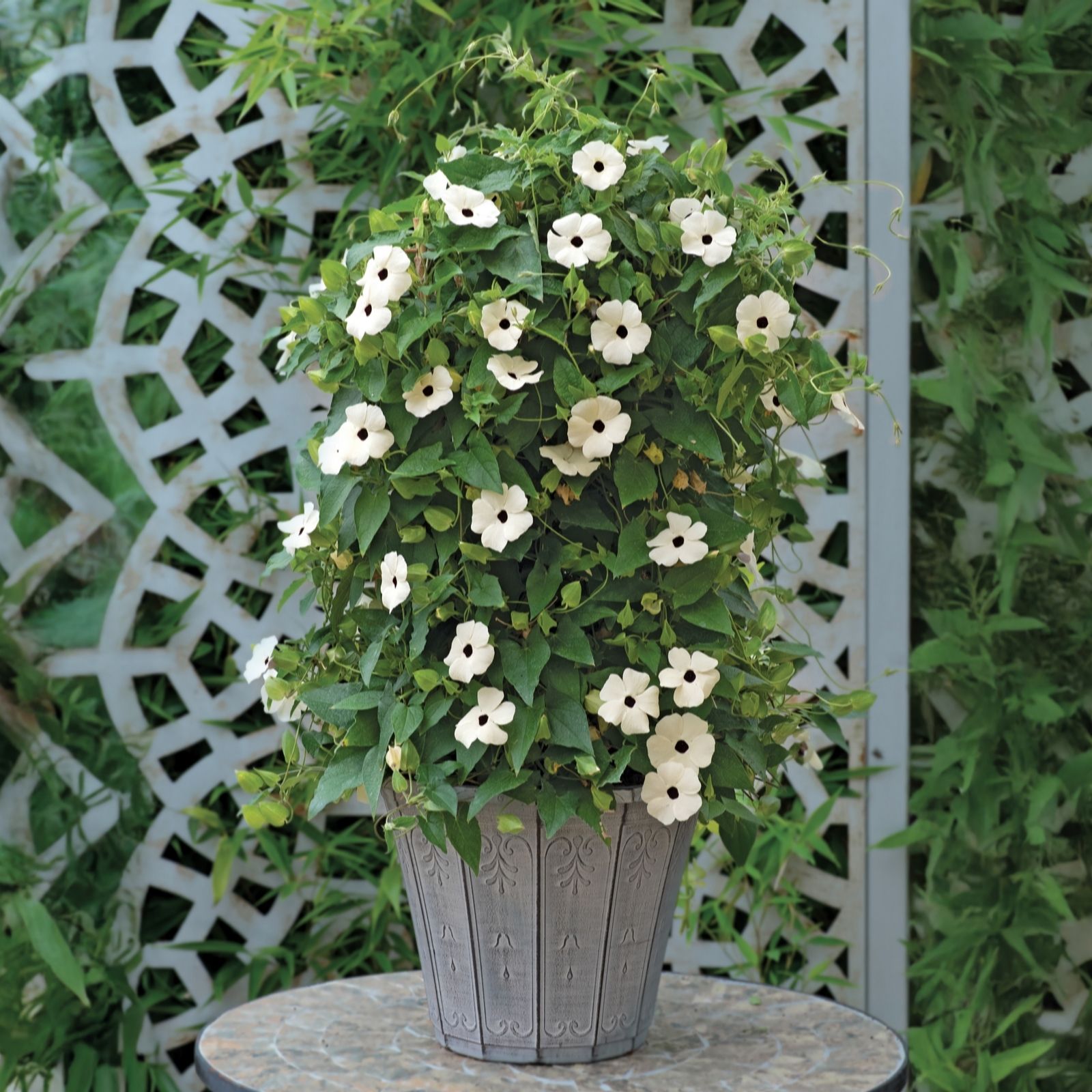 de Jager Tremendous Thunbergia SunEyes x 8