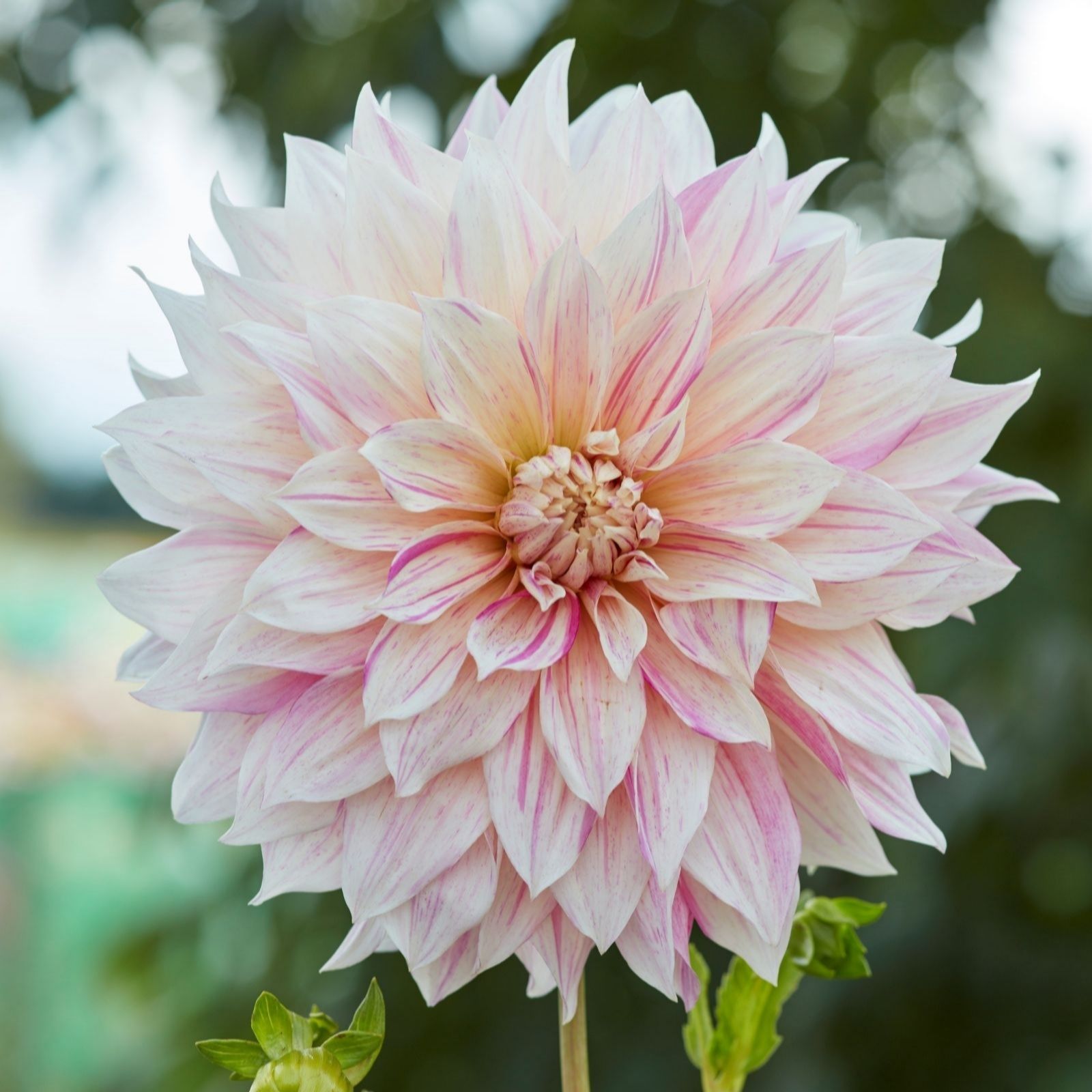 Thompson & Morgan Dahlia Showstopper Collection 3 x 3 litre pots