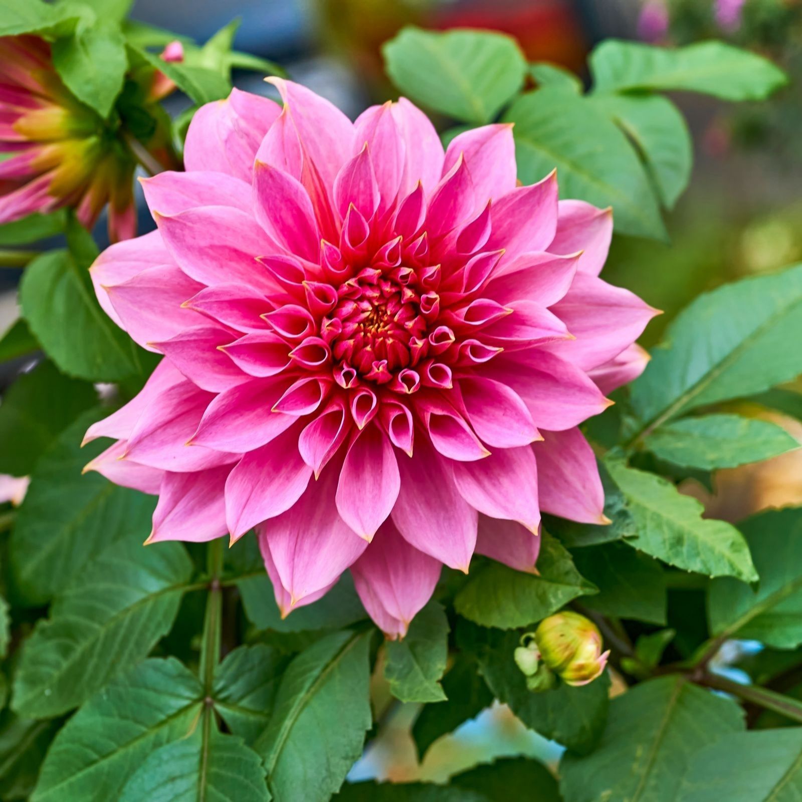 Thompson & Morgan Dahlia Showstopper Collection 3 x 3 litre pots