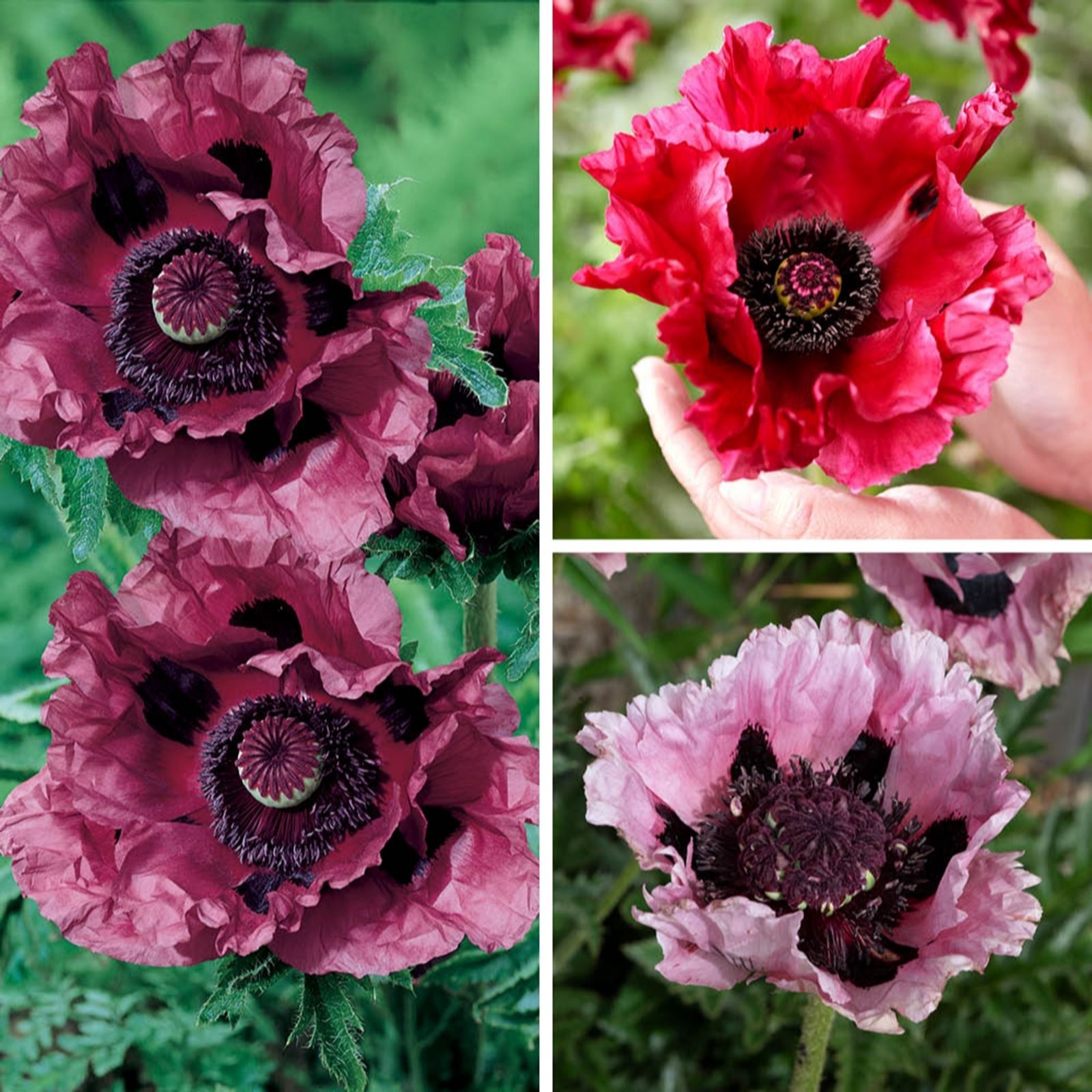YouGarden Perfect Poppy Papaver Collection in 9cm pots x3