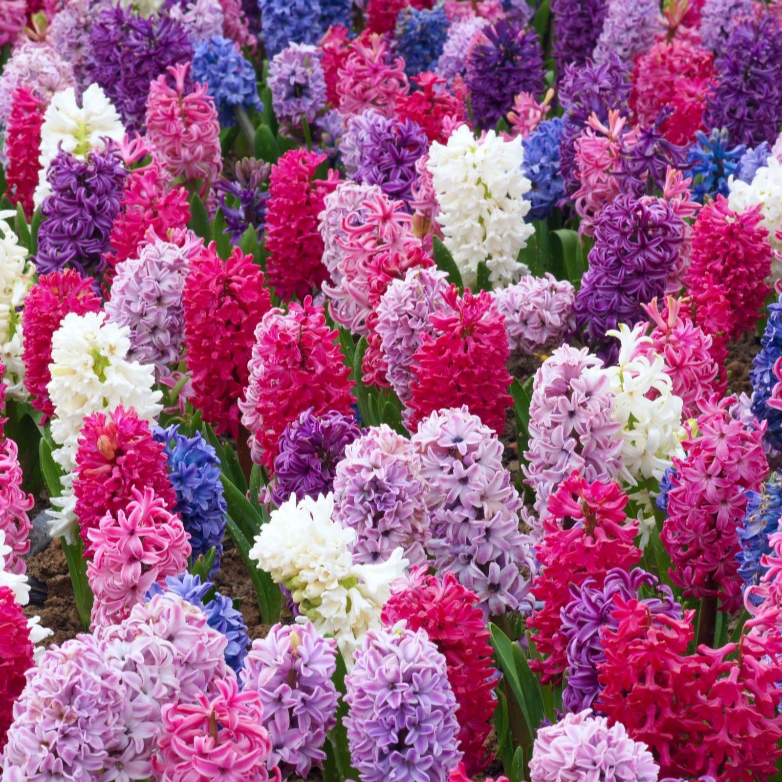 Thompson & Morgan Hyacinth Berries & Cream Mixture Bulbs x16