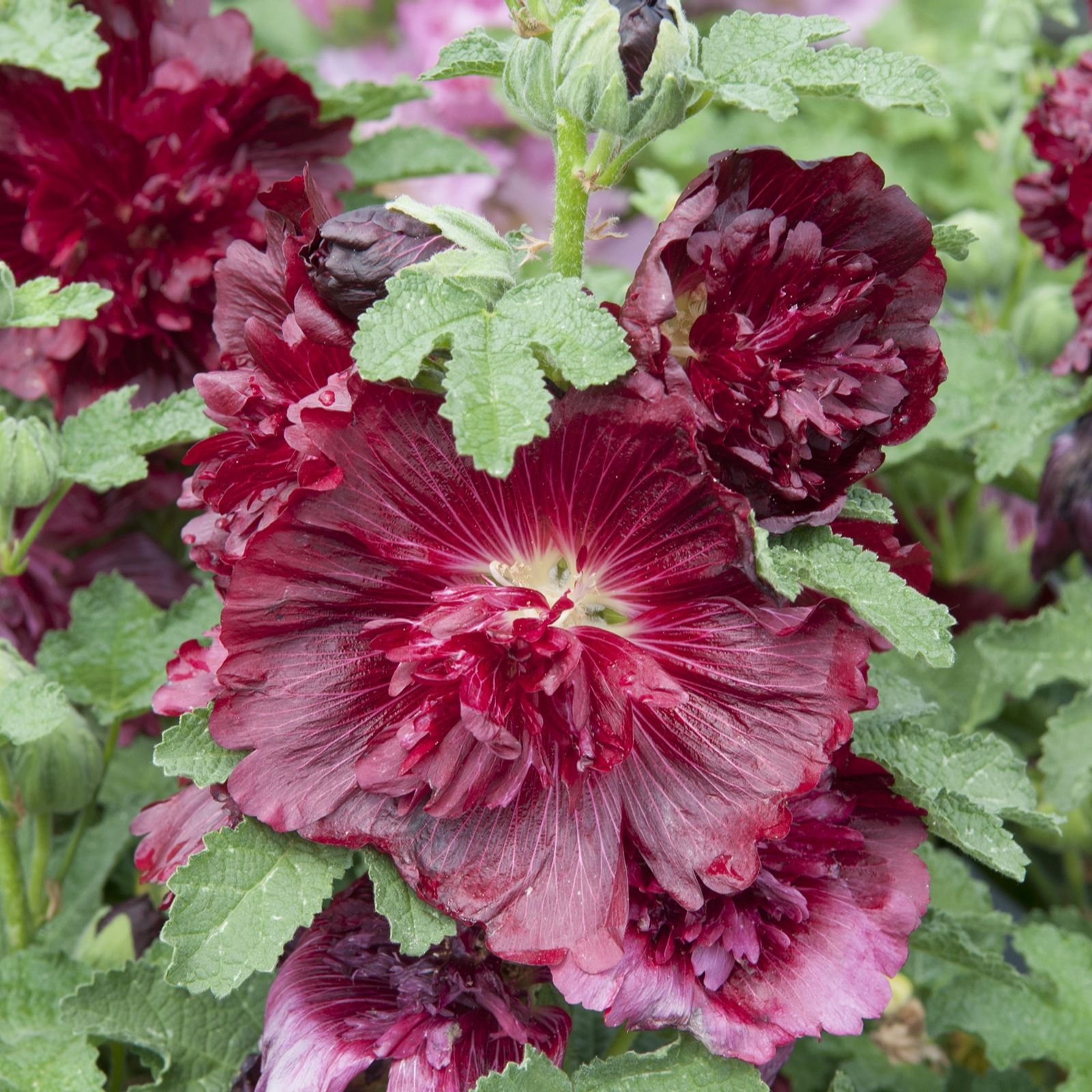 Hayloft Heavenly Hollyhock Collection option 2 QVC UK