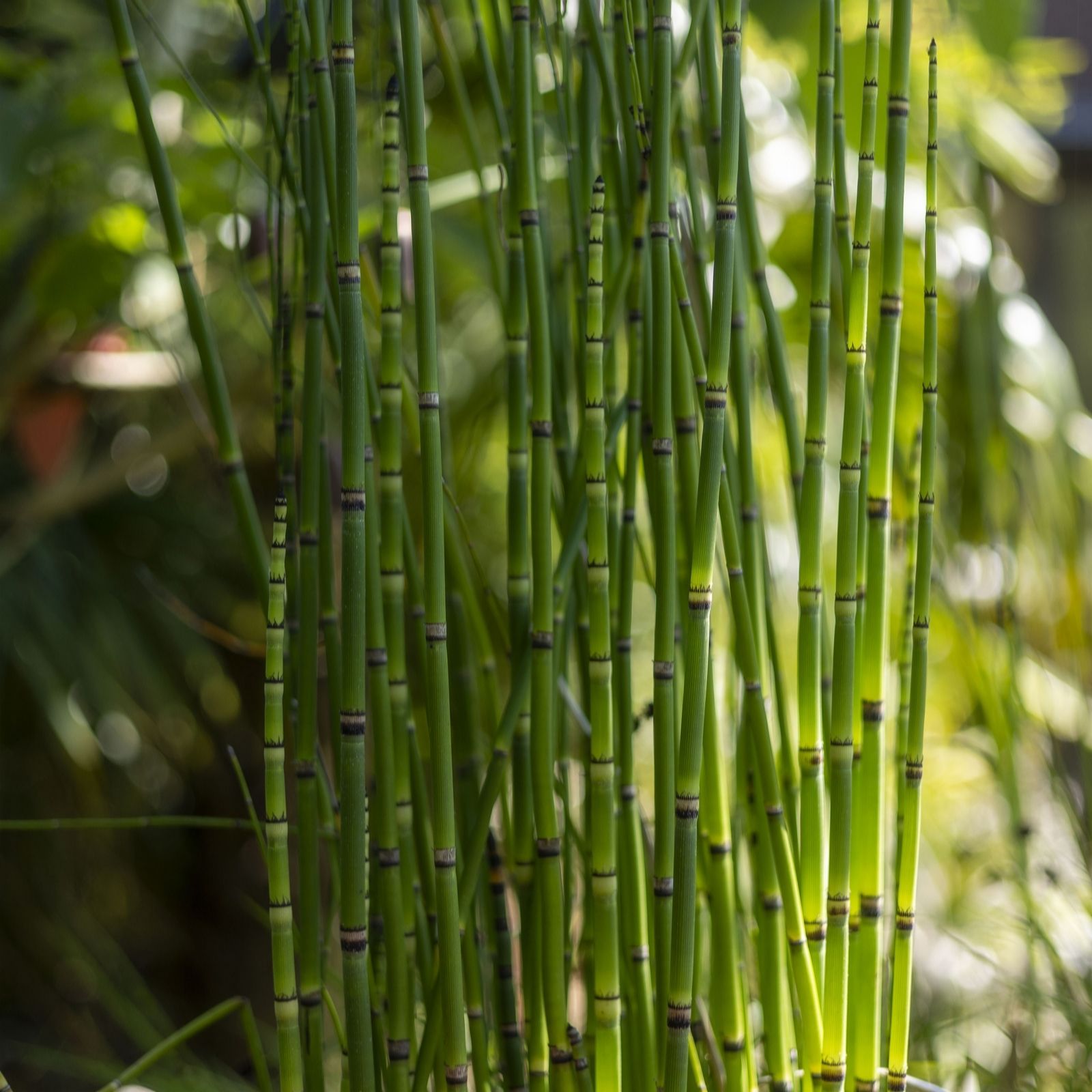 Thompson & Morgan Dry Pre-Packed Equisetum Japonica x1