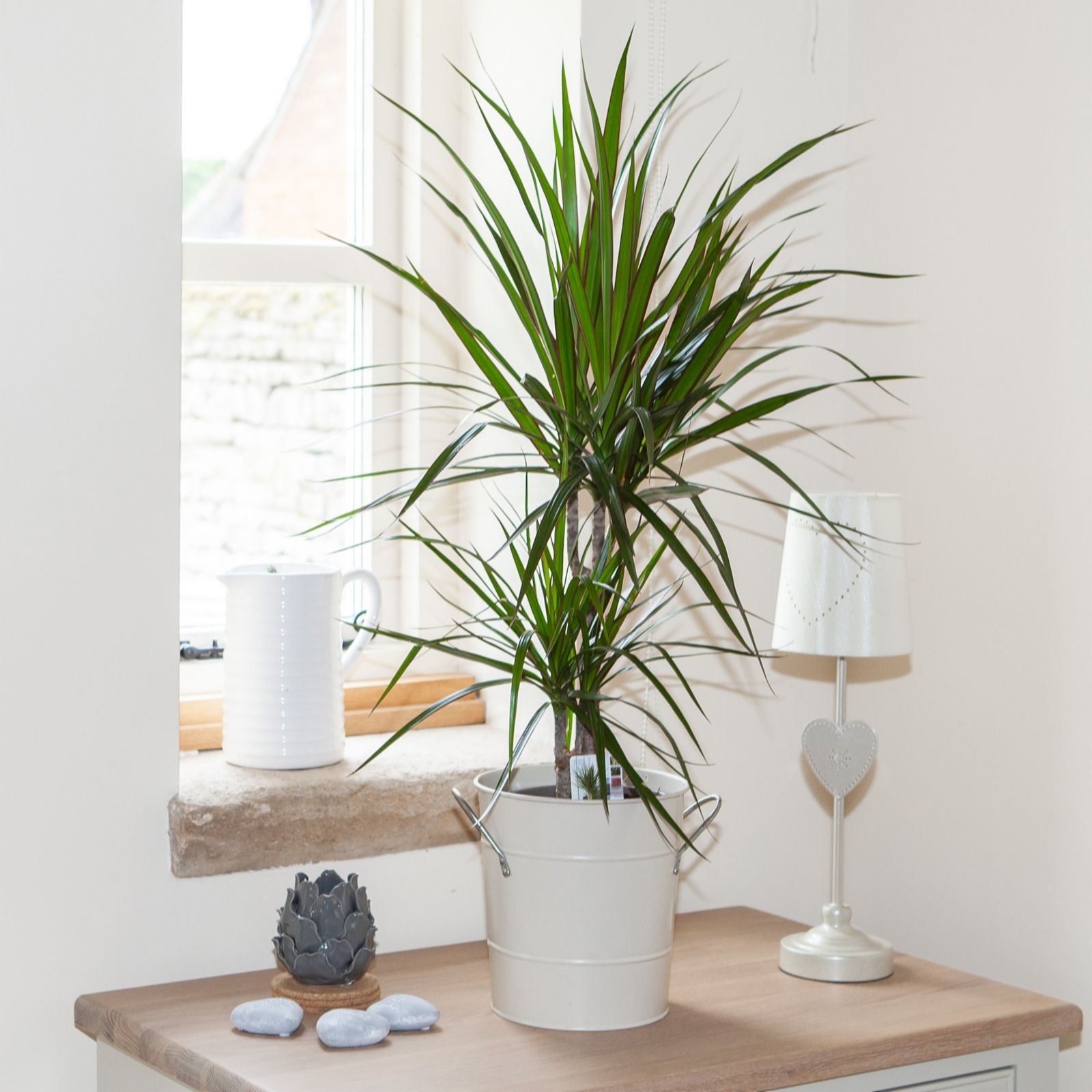 YouGarden Dracaena Marginata in a 12cm pot