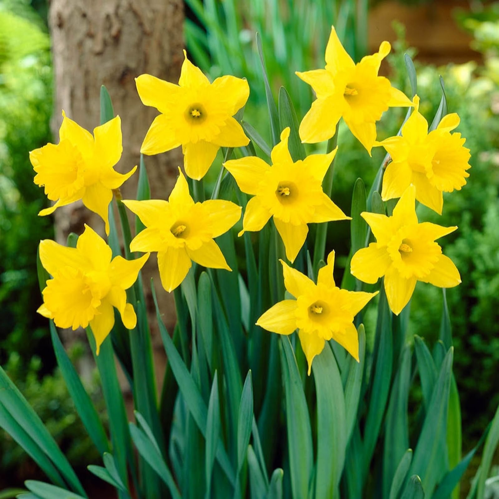 YouGarden Narcissus 'King Alfred' x40 bulbs