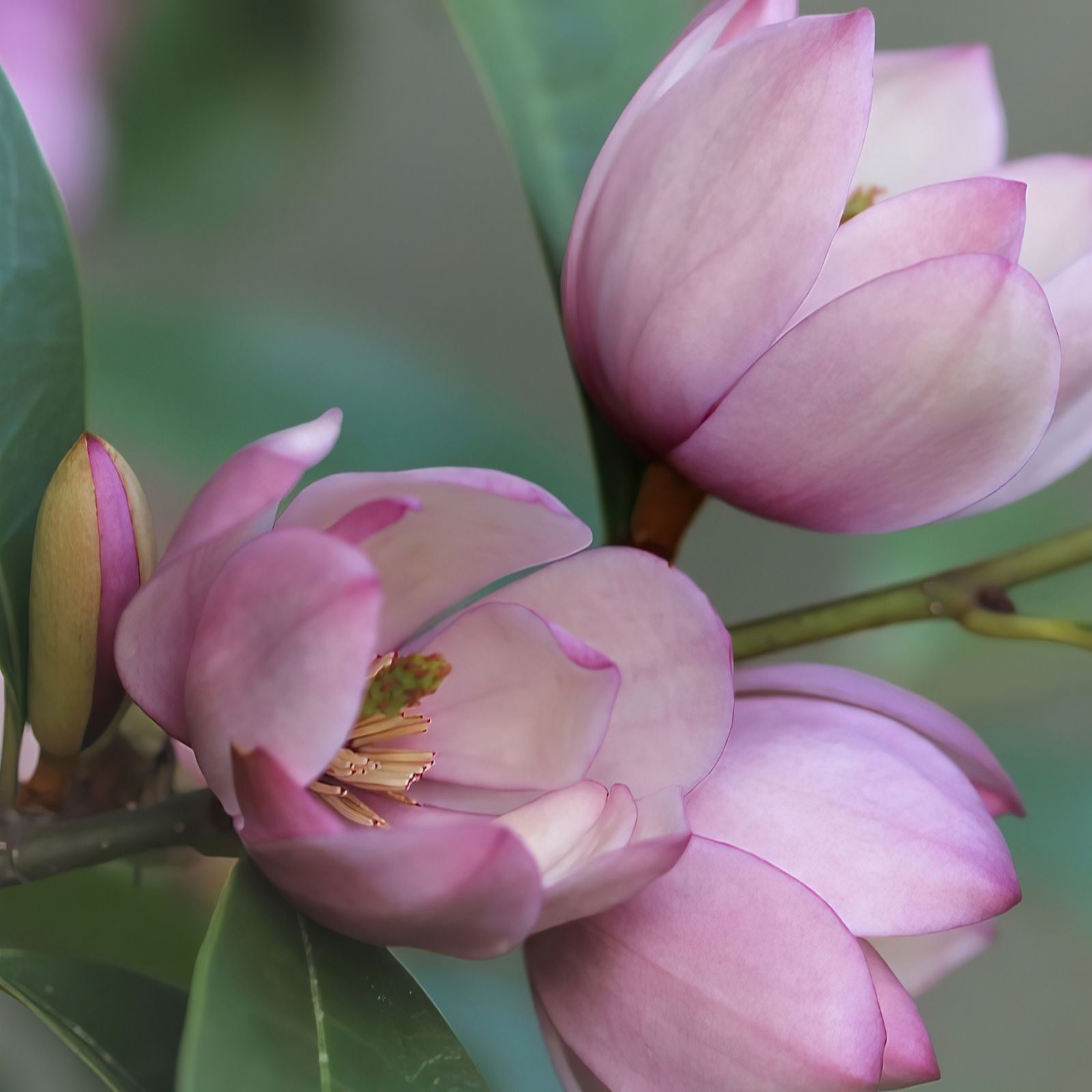 Plants2Gardens Magnolia Fairy Blush