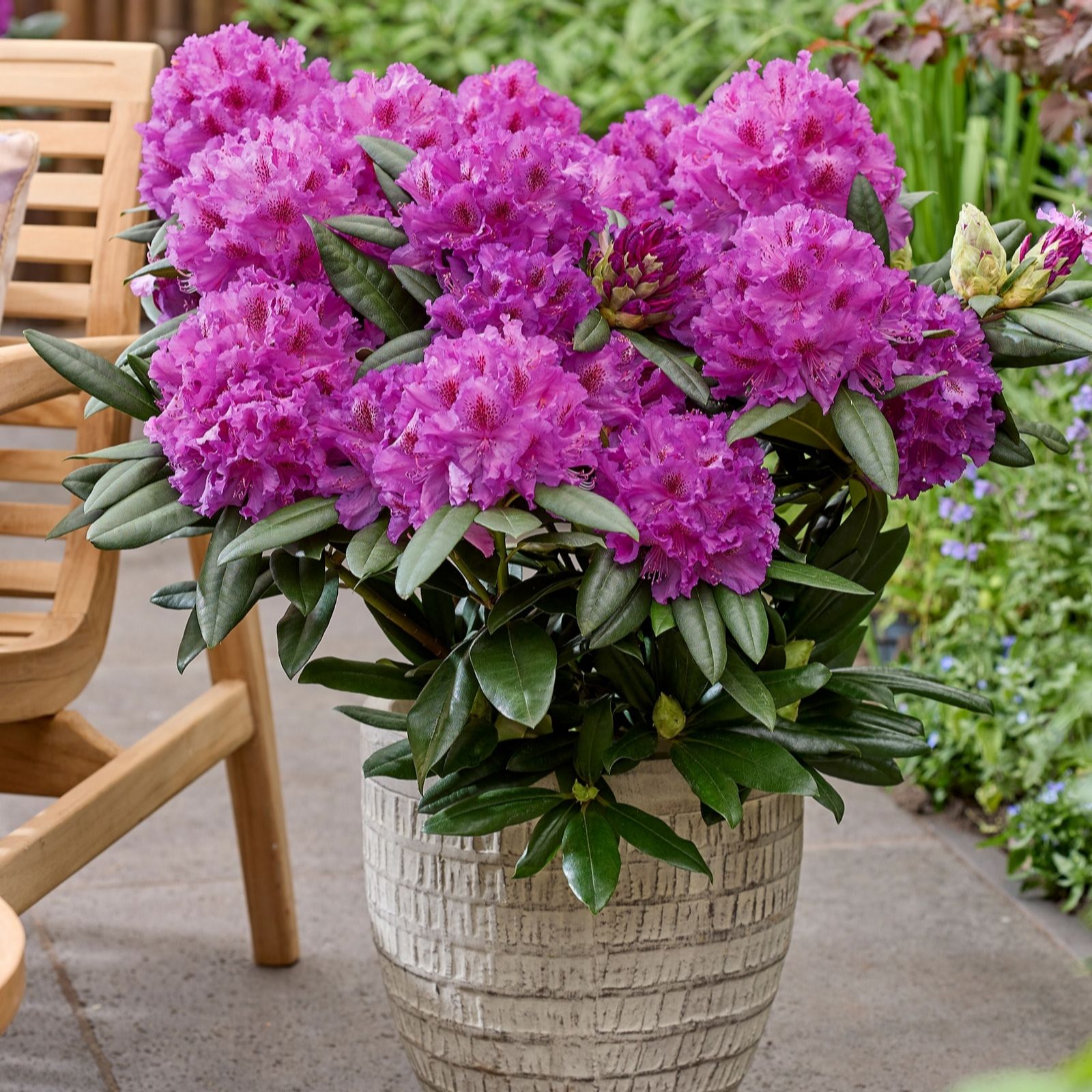 Richard Jackson Rhododendron Hercules 2l Pot