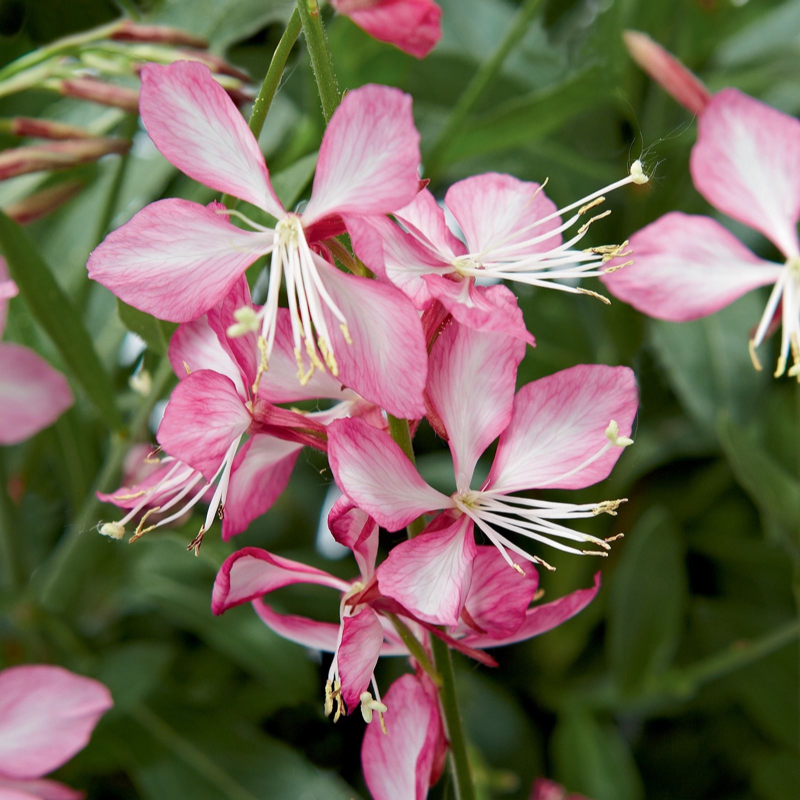 Plants2Gardens Gaura Gambit Collection 6 x 6cm