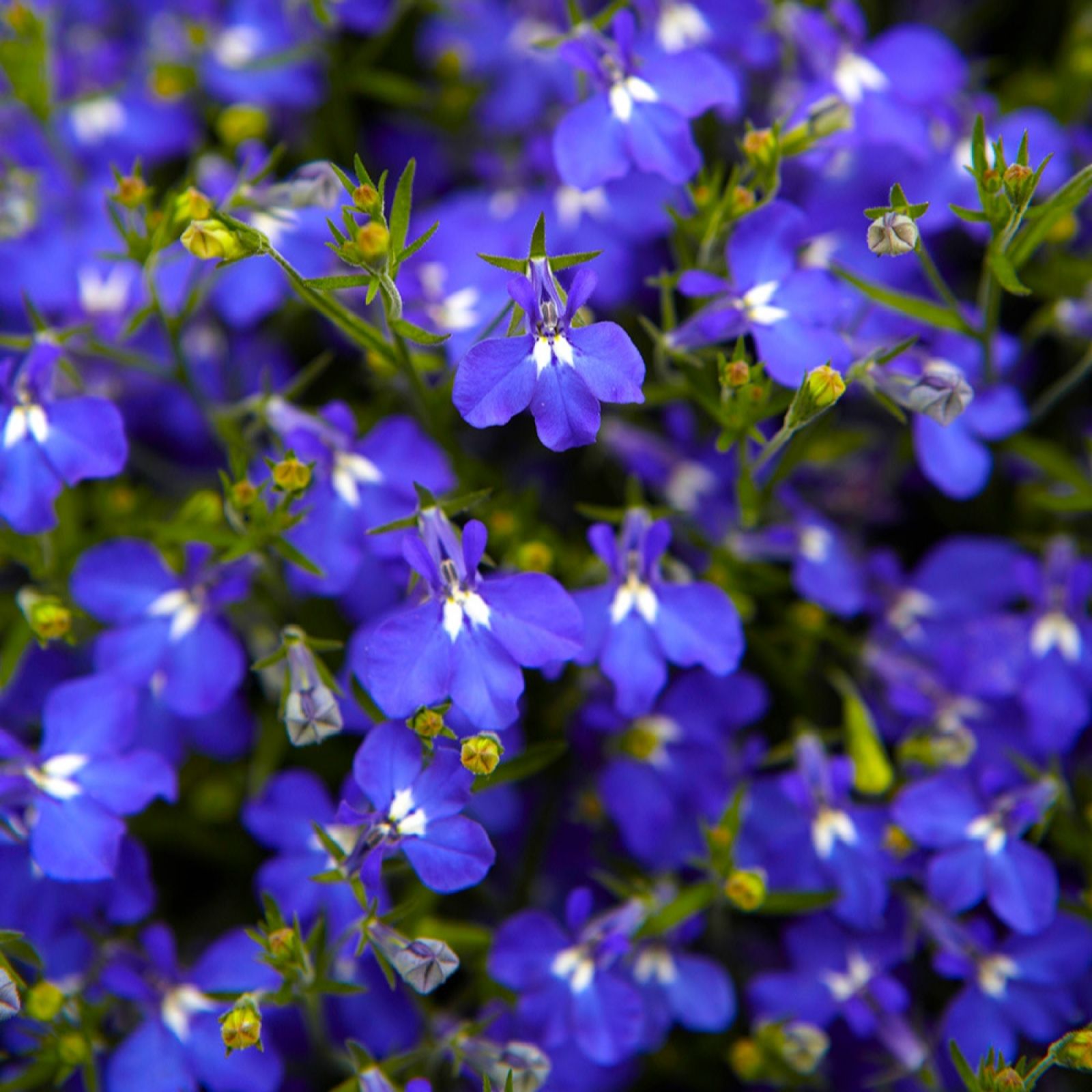 YouGarden Lobelia 'Royal Blue' Plug Plants x 12