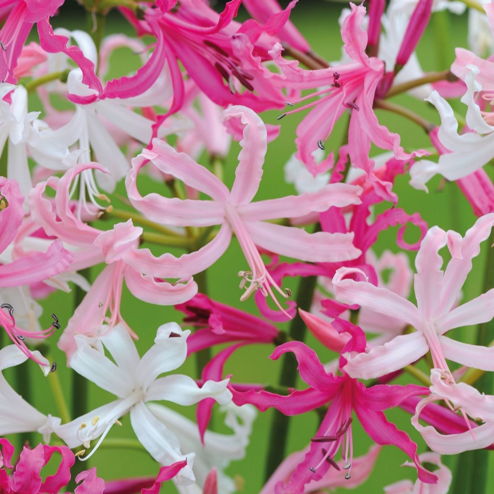 Thompson & Morgan Nerine Bowdenii Collection x 20