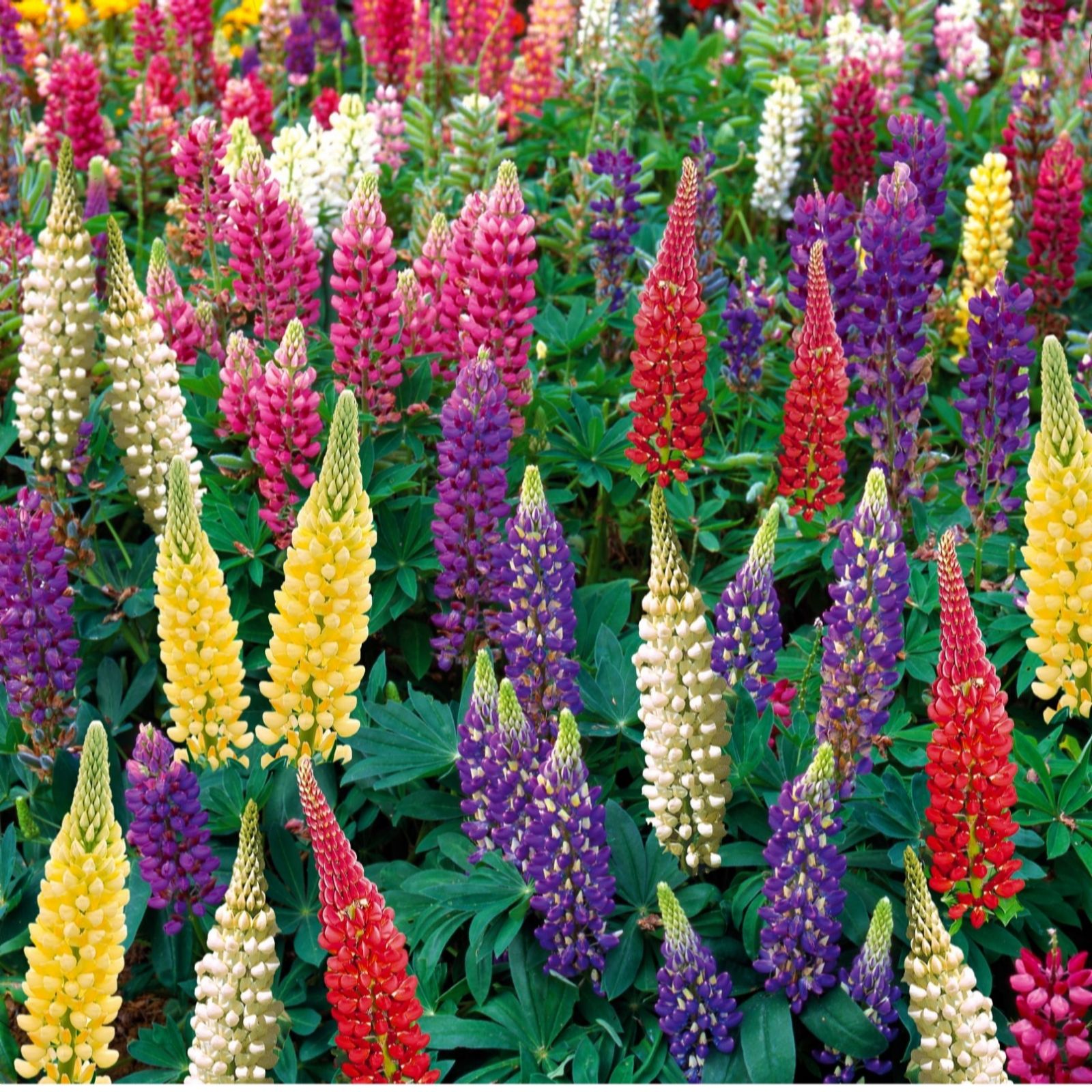 Thompson & Morgan Lupin Legendary Hybrids Mix 9cm x 3