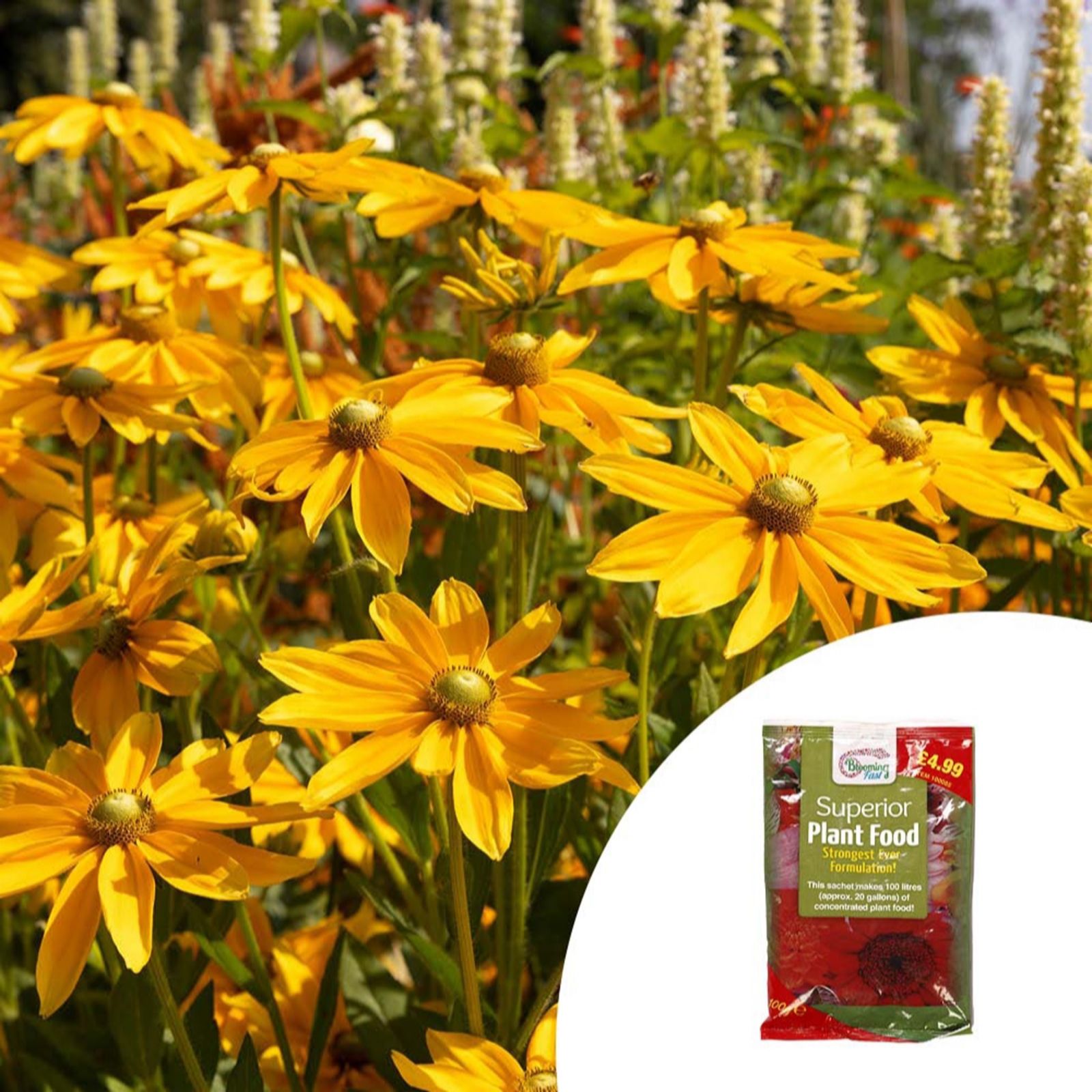 YouGarden Rudbeckia Sunbeckia Ophelia in a 19cm pot & 100g Fertiliser