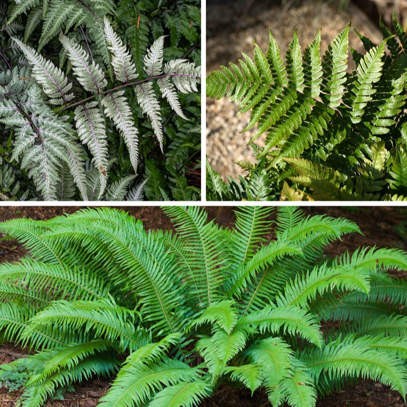 YouGarden Colourful Hardy Fern Collection in 2L pots x3
