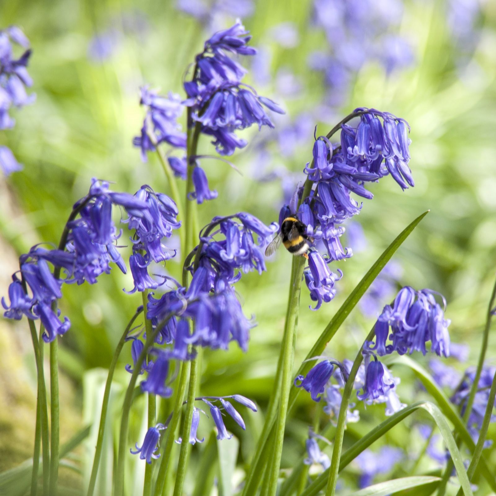 Thompson & Morgan English Bluebell (Hyacinthoides Non Scripta) 32 Bulbs