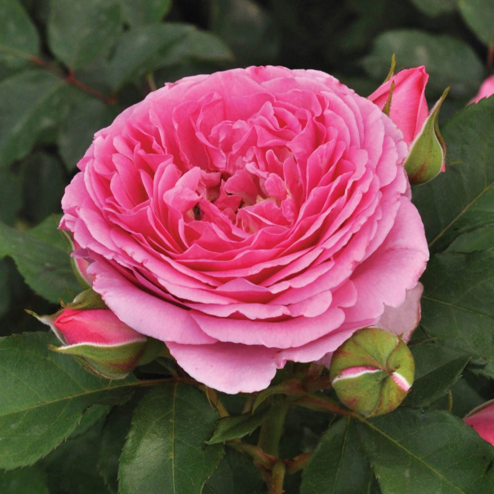 YouGarden Harkness Rose Platinum Jubilee 3L-4L pot